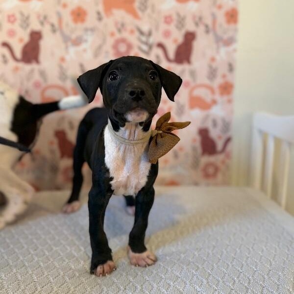 Onyx Sweetie — thumbnail 5