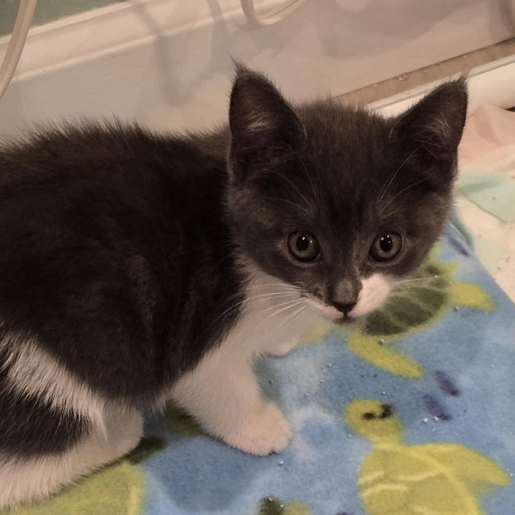 Rosetta, Adoptable, Young Female Domestic Short Hair.