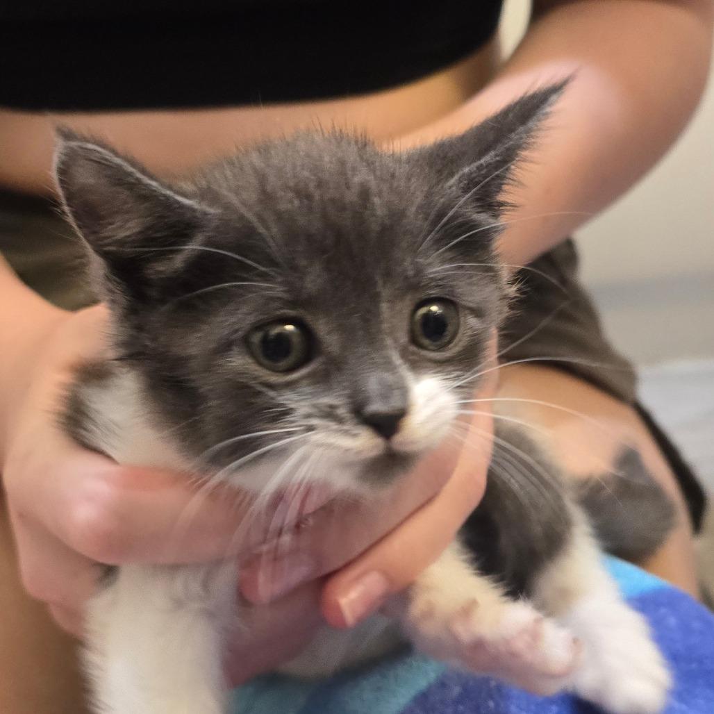 Rosetta, a Adoptable Domestic Short Hair in Escondido, CA image 2/6