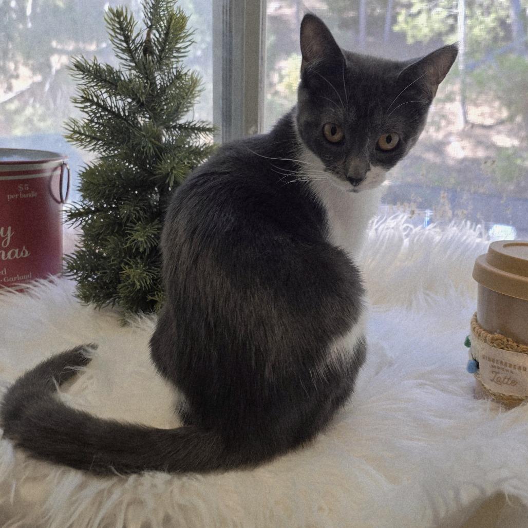 Rosetta, a Adoptable Domestic Short Hair in Escondido, CA image 3/6