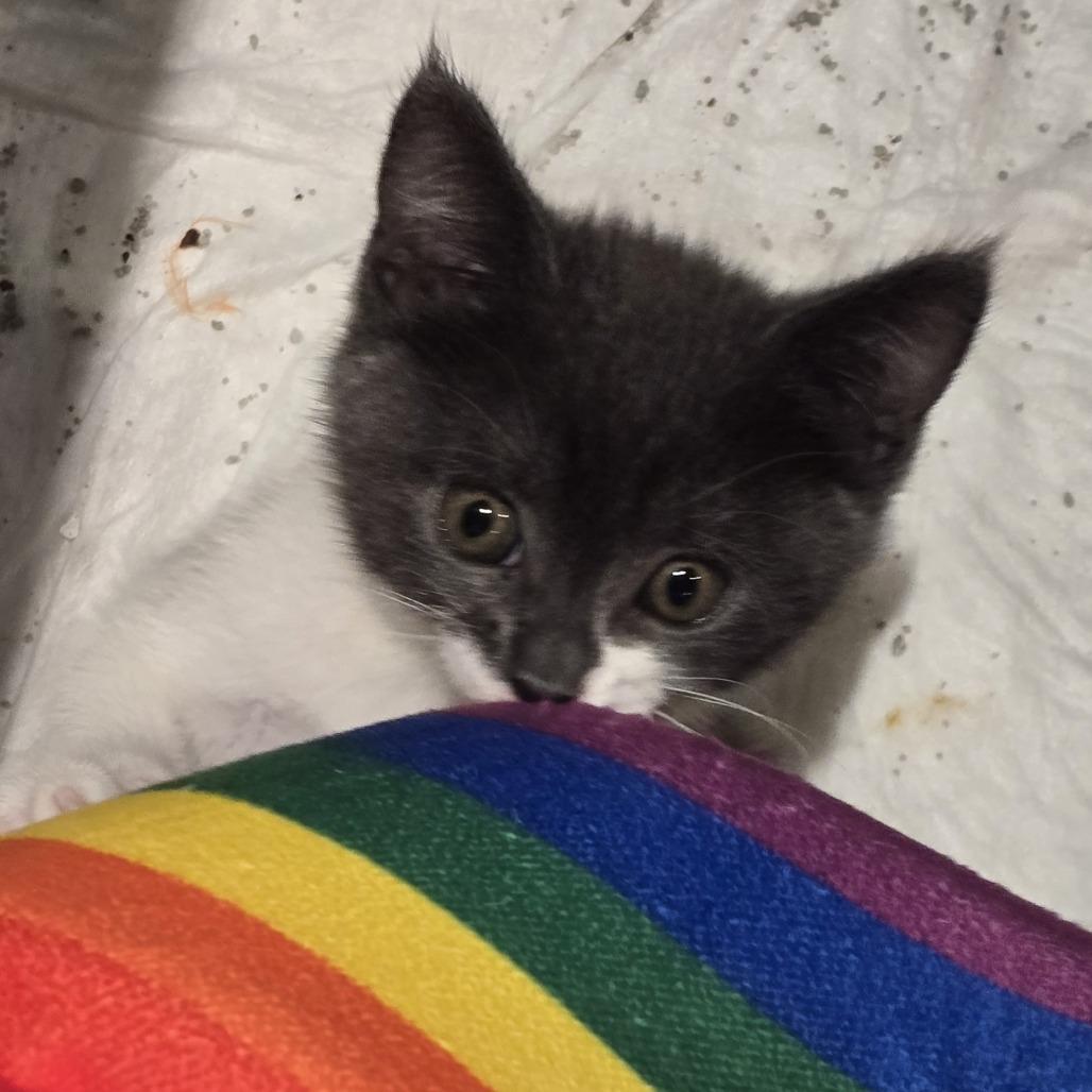 Rosetta, a Adoptable Domestic Short Hair in Escondido, CA image 4/6