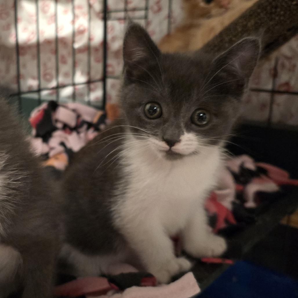 Rosetta, a Adoptable Domestic Short Hair in Escondido, CA image 5/6