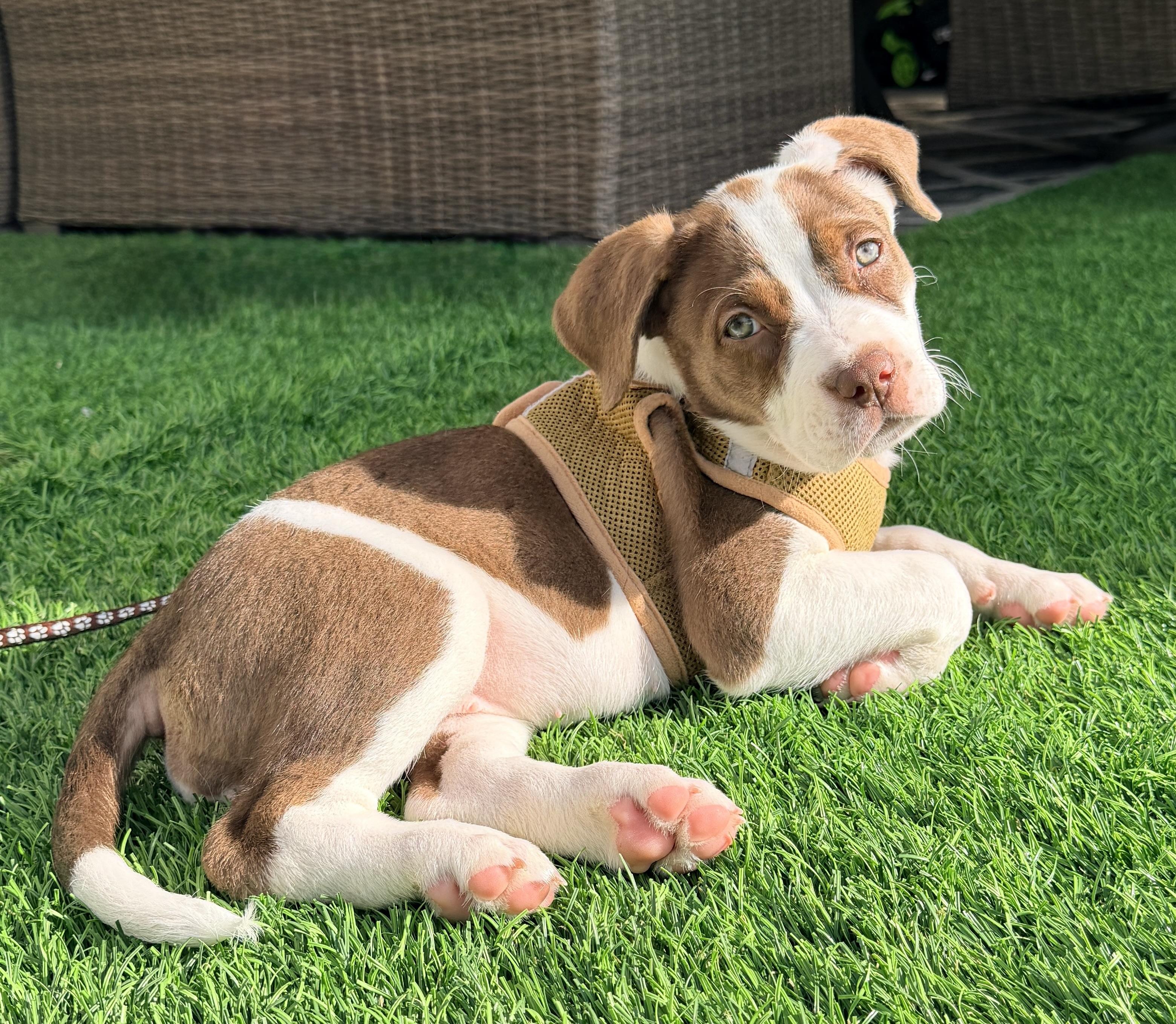 Athena, ADOPTABLE, Puppy Female Boxer & Staffordshire Bull Terrier.