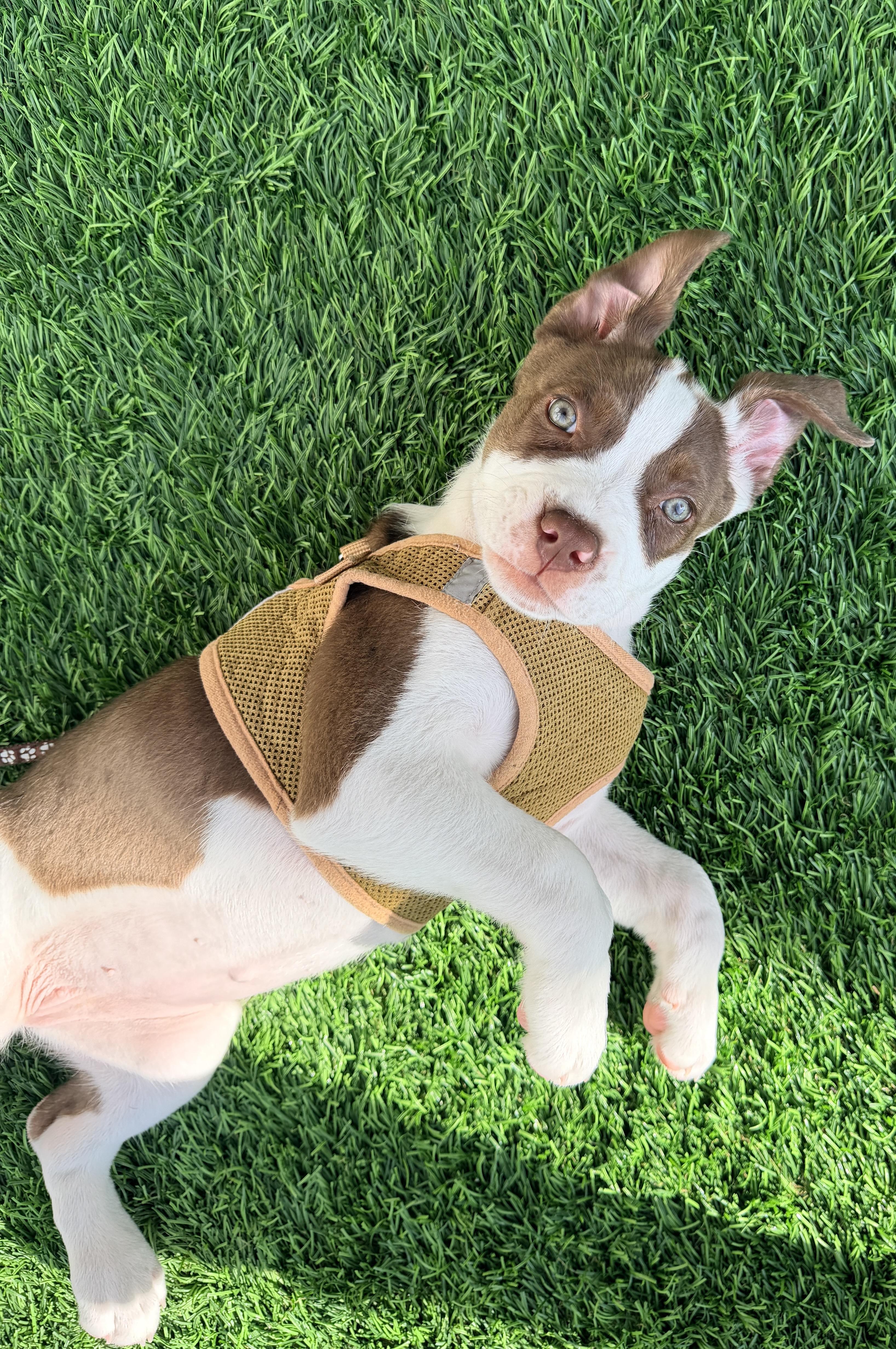 Enlarge Athena, a ADOPTABLE mixed breed in Corona Del Mar, CA image 2/5