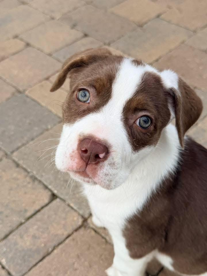 Enlarge Athena, a ADOPTABLE mixed breed in Corona Del Mar, CA image 4/5