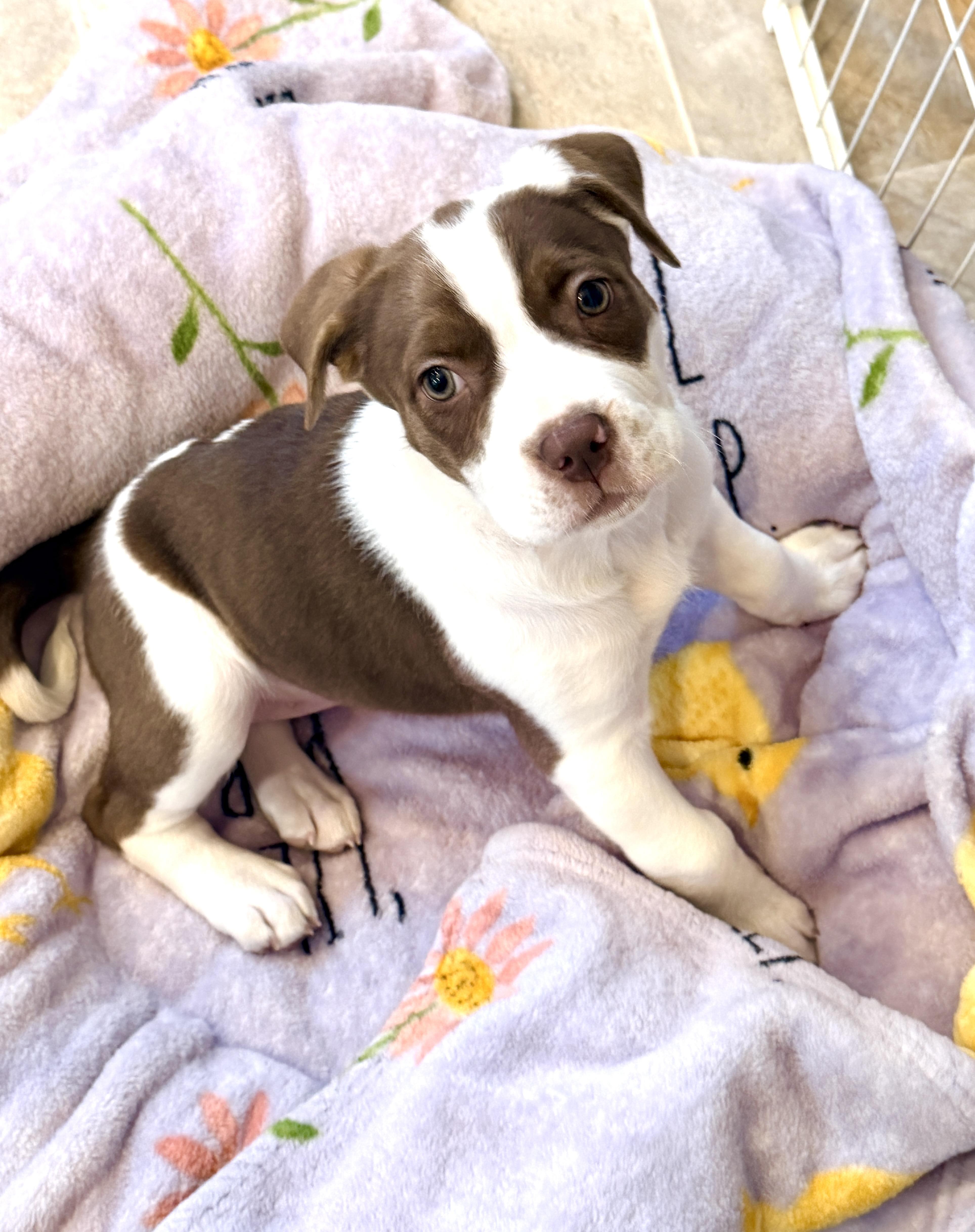 Enlarge Athena, a ADOPTABLE mixed breed in Corona Del Mar, CA image 5/5
