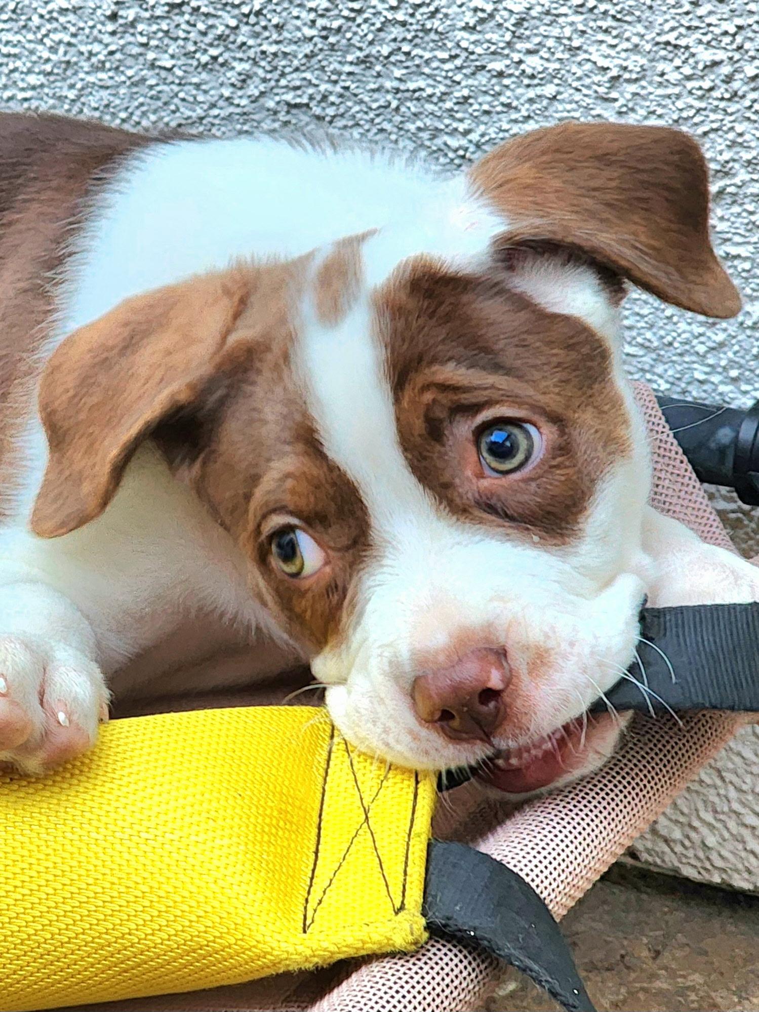 Enlarge Athena, a ADOPTABLE mixed breed in Corona Del Mar, CA image 3/5