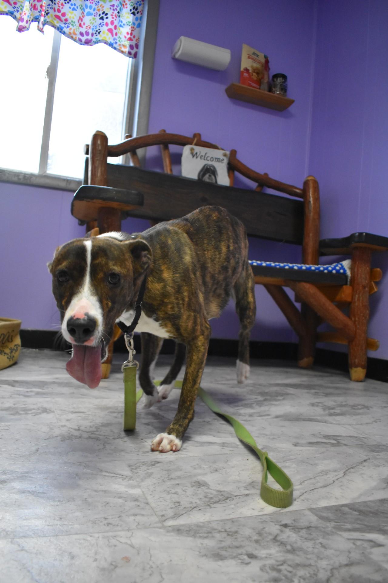 Chop Suey, a Adoptable mixed breed in Altoona, PA image 1/3