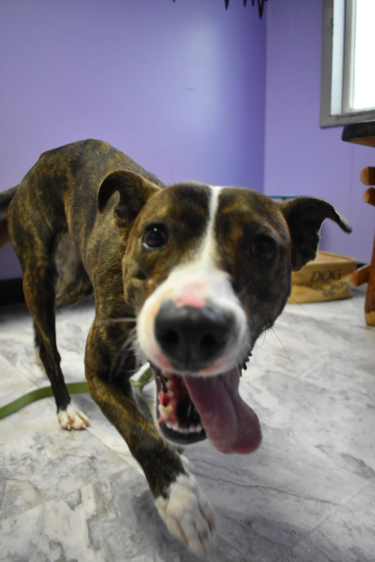 Chop Suey, a Adoptable mixed breed in Altoona, PA image 2/3