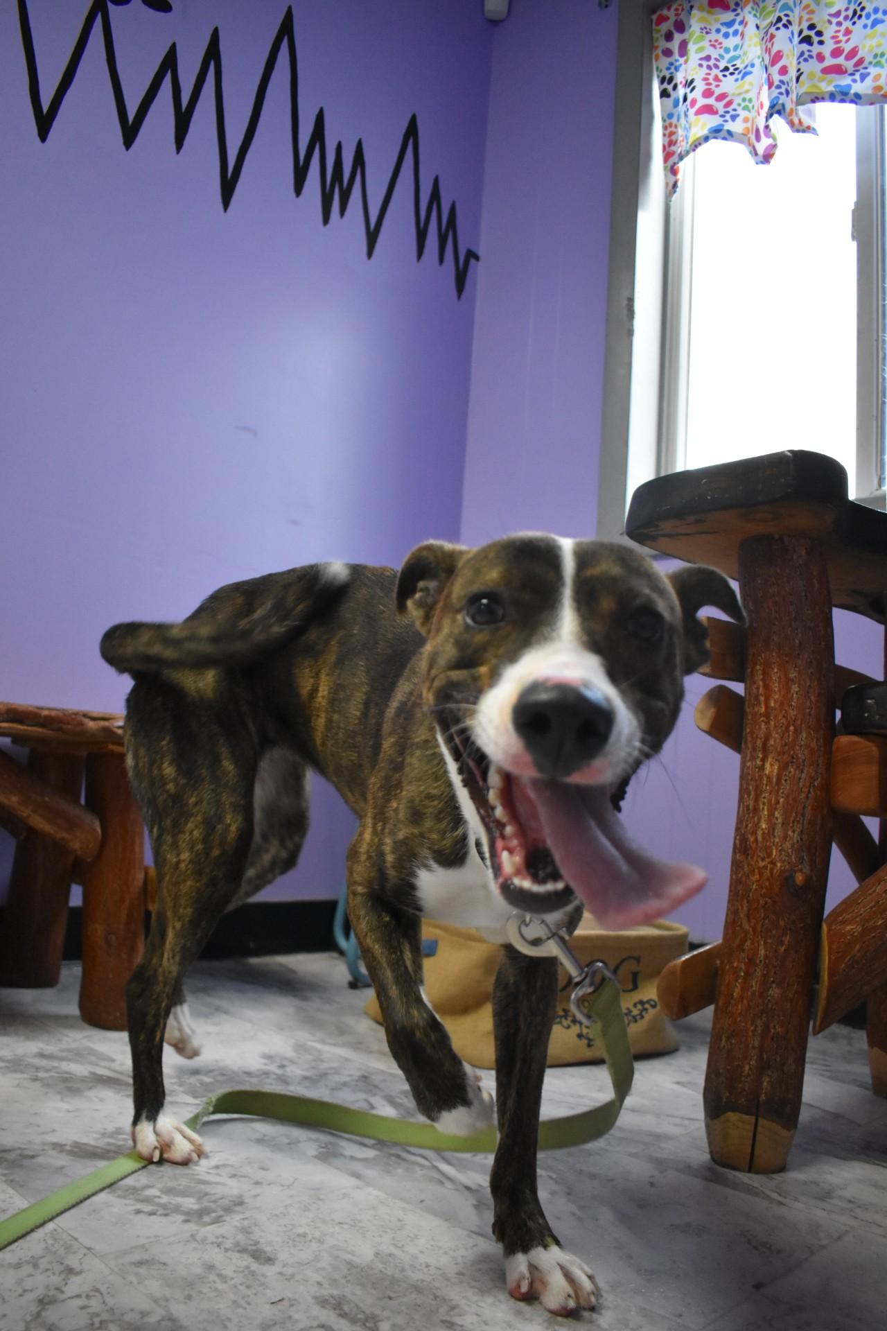 Chop Suey, a Adoptable mixed breed in Altoona, PA image 3/3