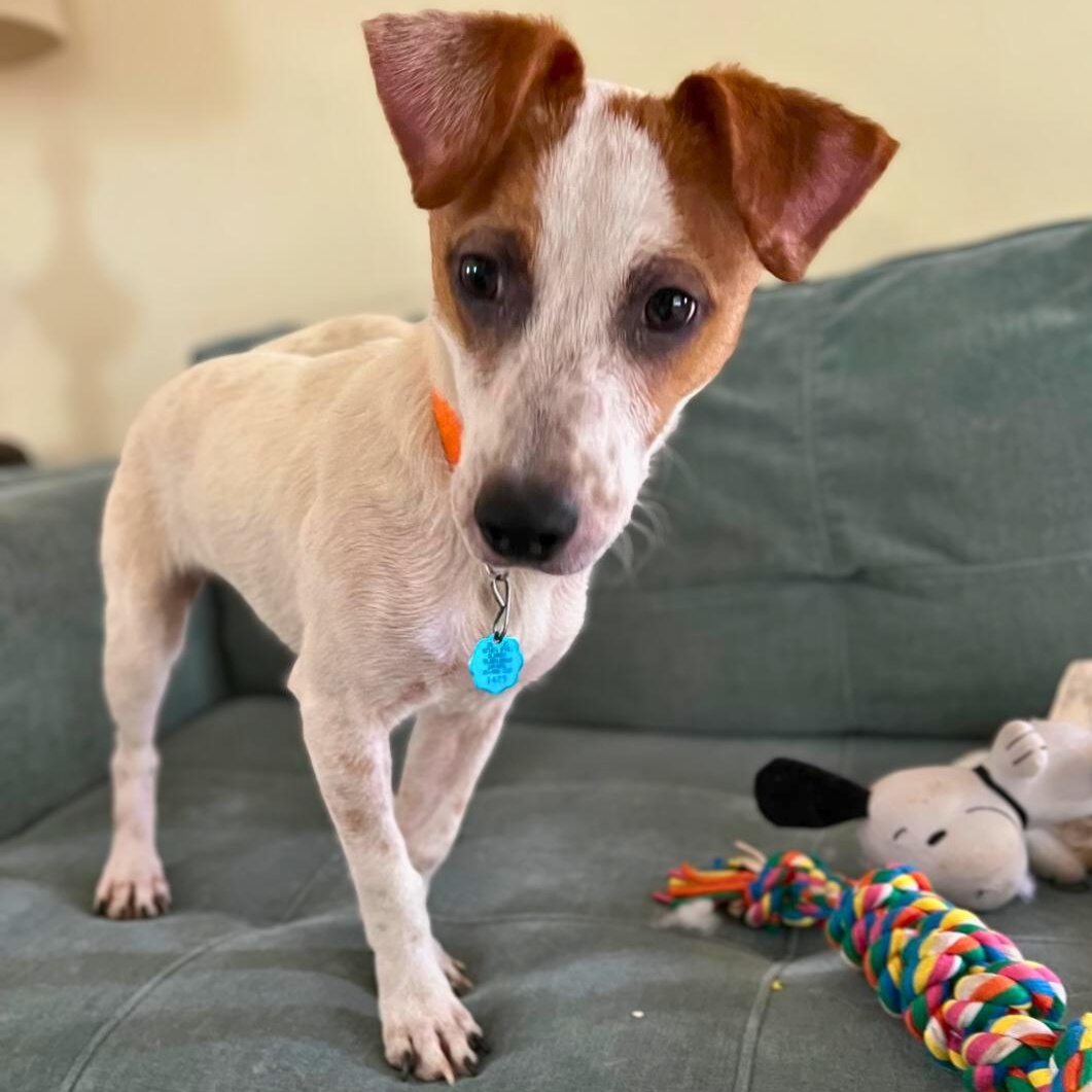 Enlarge Parker, an adopted mixed breed in Lancaster, PA image 1/4