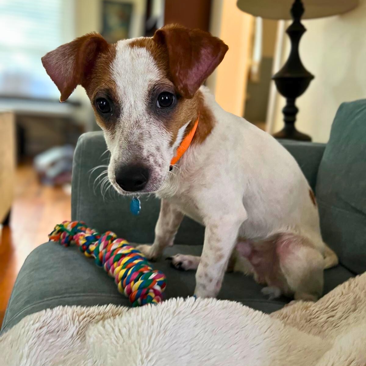 Enlarge Parker, an adopted mixed breed in Lancaster, PA image 3/4