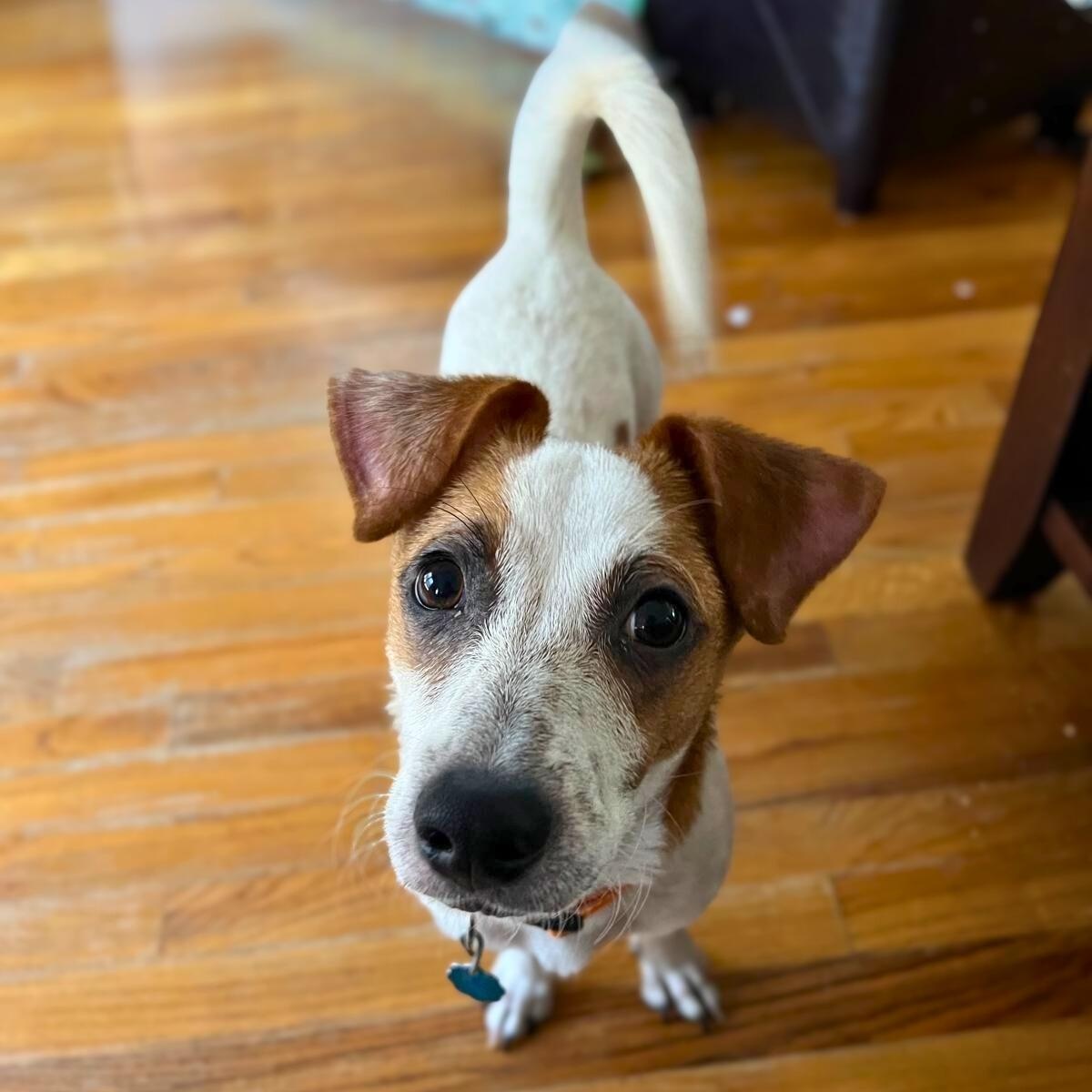 Enlarge Parker, an adopted mixed breed in Lancaster, PA image 4/4