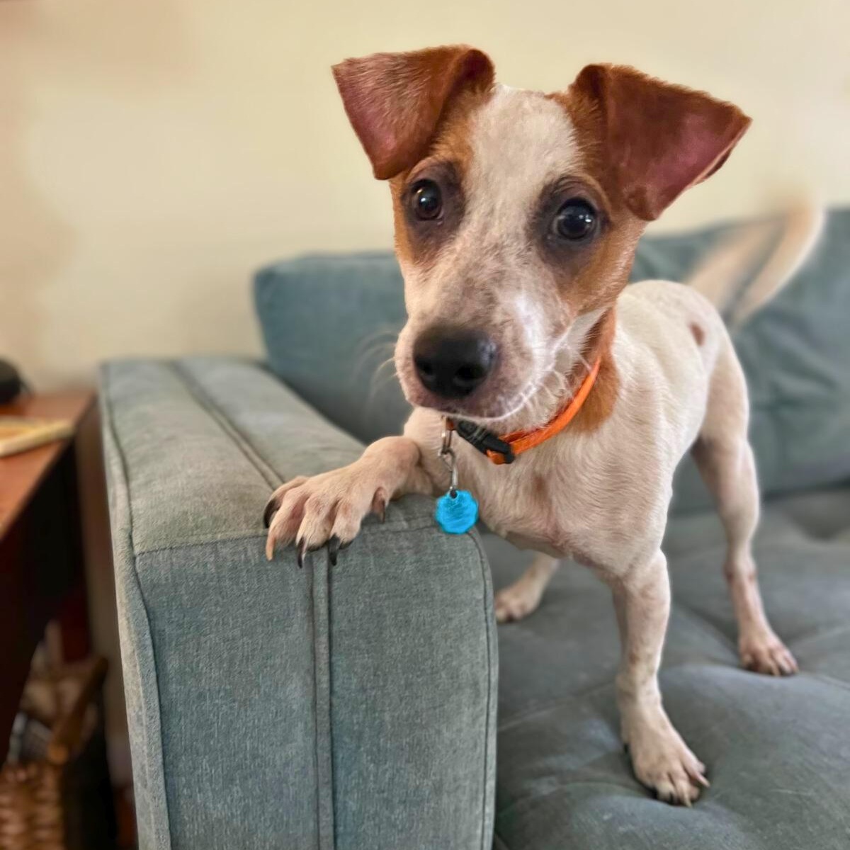 Enlarge Parker, an adopted mixed breed in Lancaster, PA image 2/4