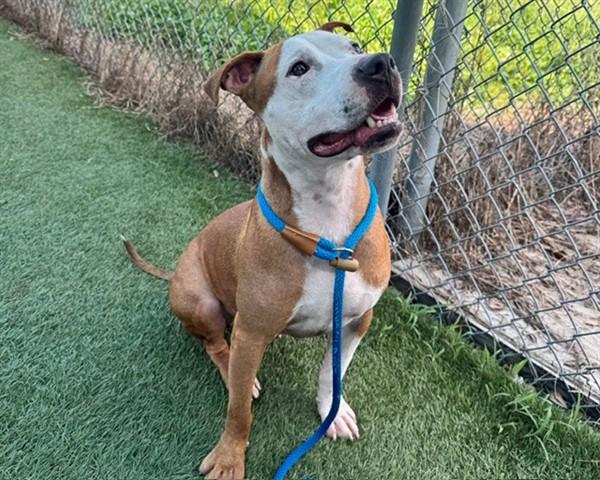 RIP, Adoptable, Young Male Pit Bull Terrier.