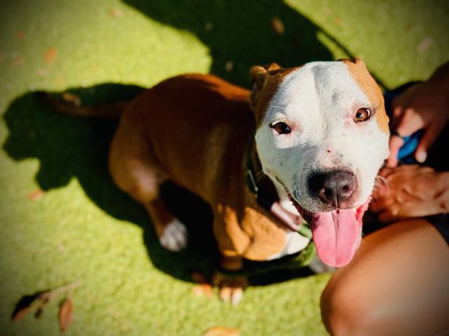 Enlarge RIP, a Adoptable Pit Bull Terrier in Orlando, FL image 1/1