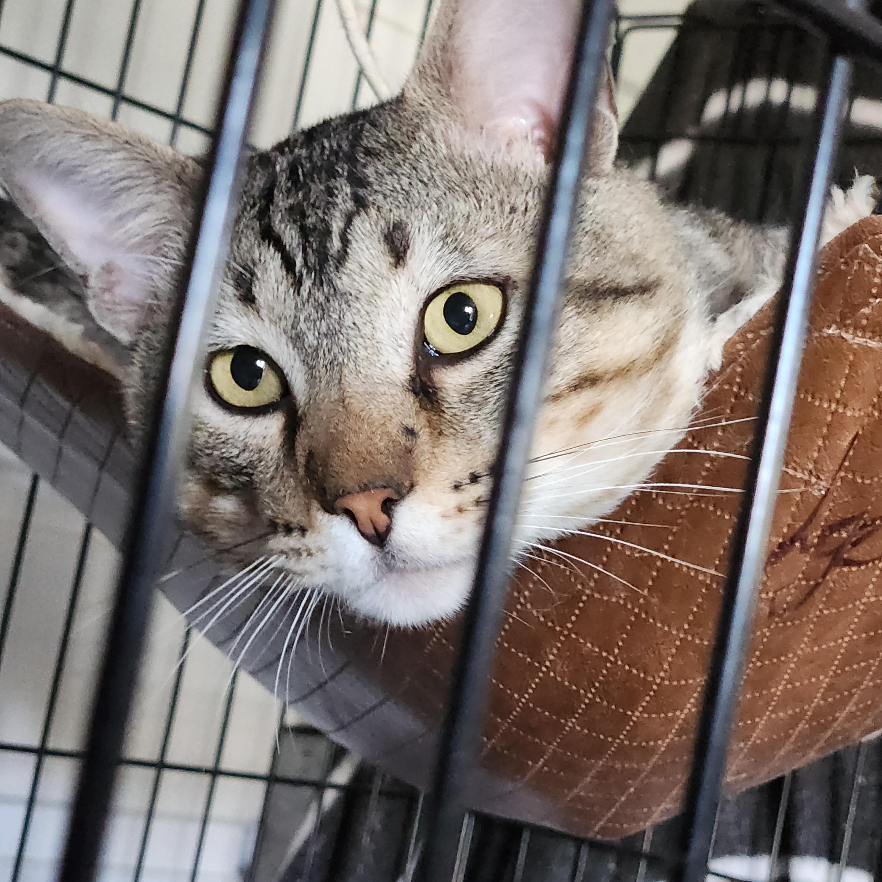 Lyon (FIV+), a Adoptable Domestic Short Hair in Monrovia, CA image 3/3