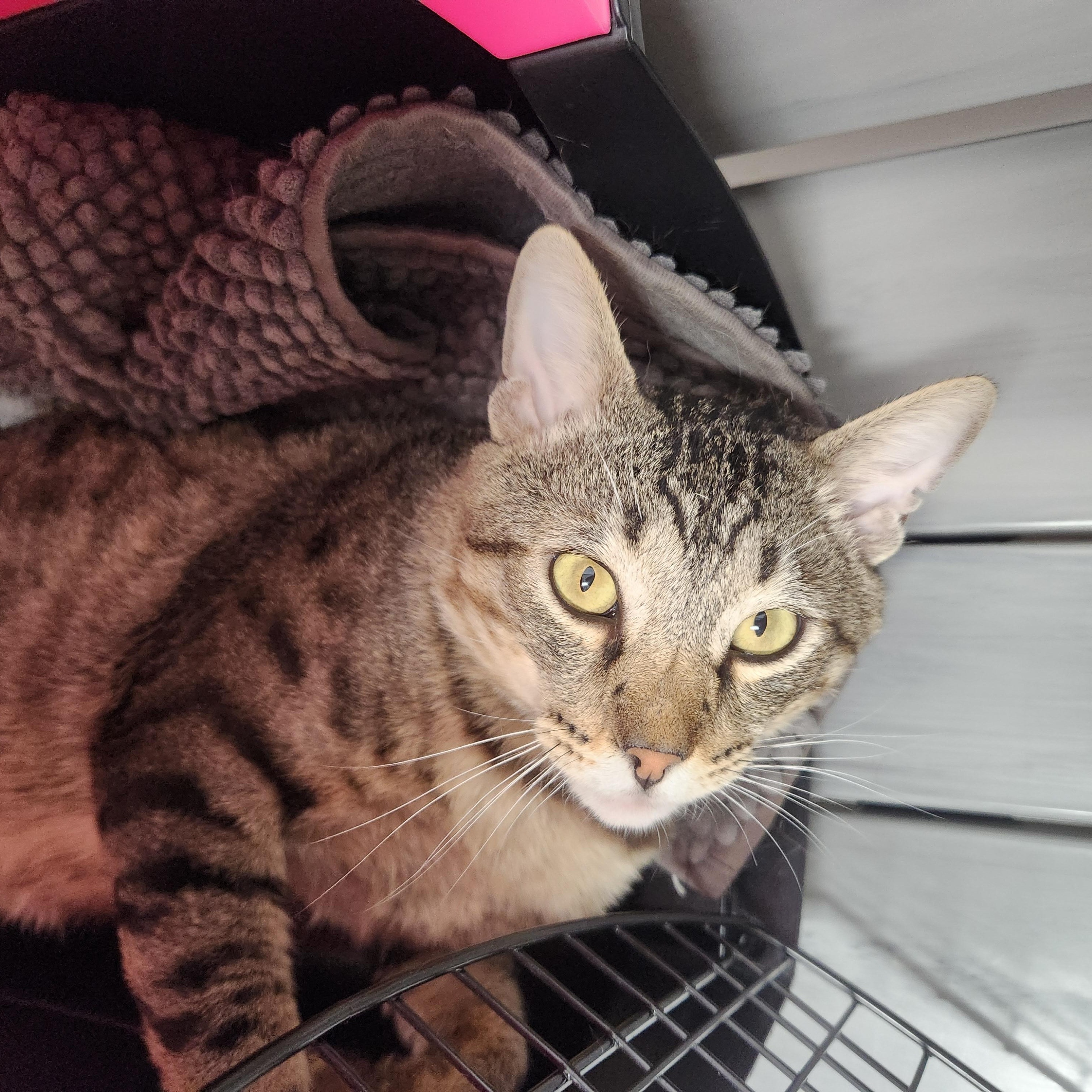Lyon (FIV+), Adoptable, Adult Male Domestic Short Hair.