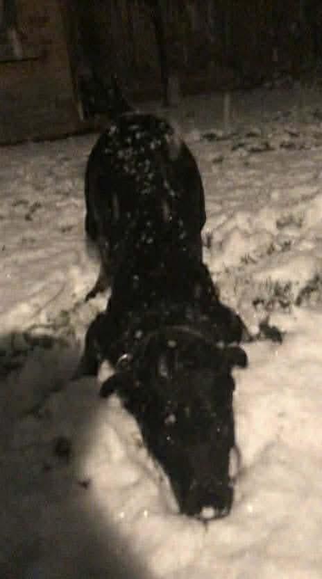 Scarlett (20250703-02)