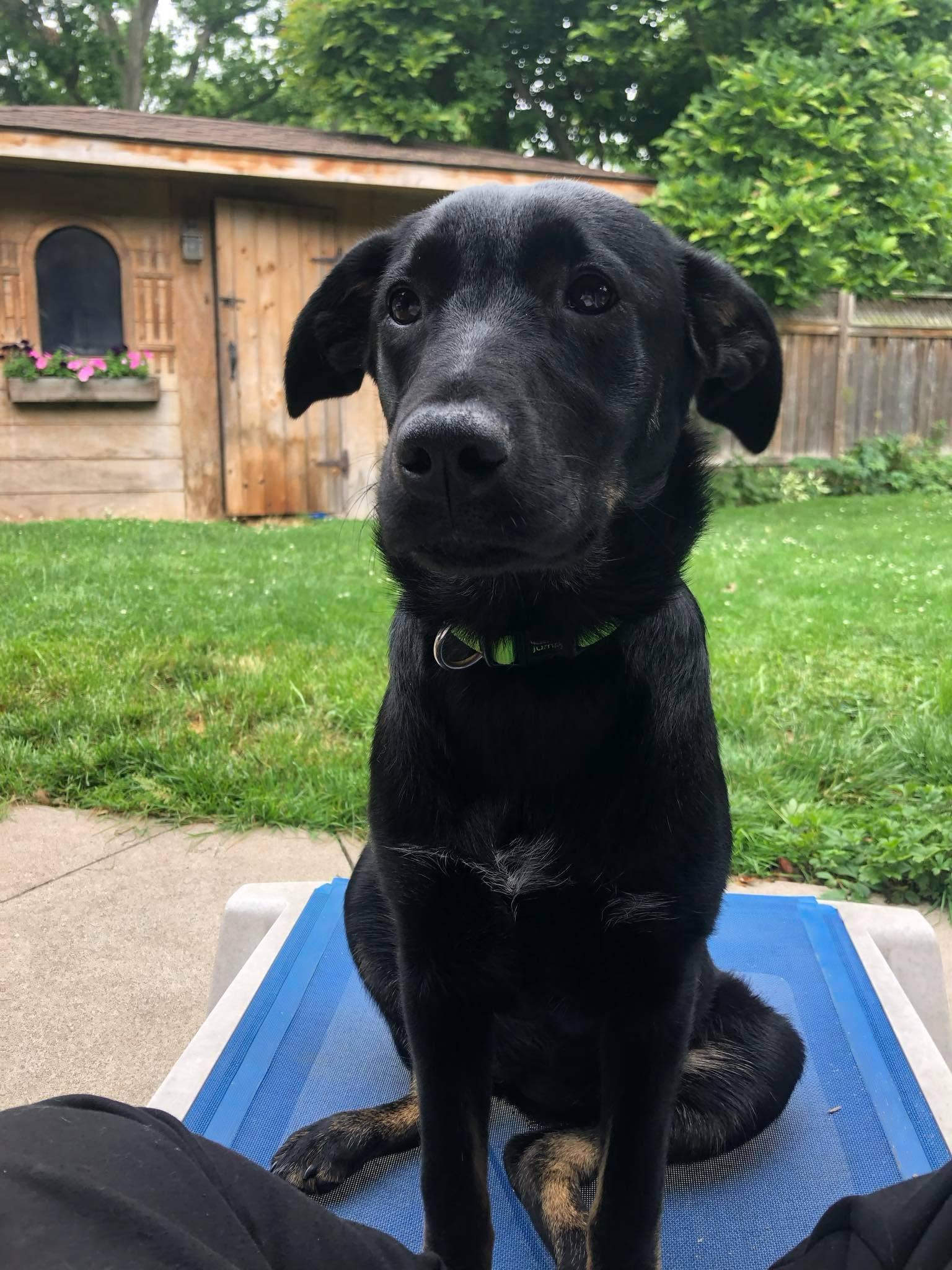 Scarlett (20250703-02), an adopted mixed breed in Burlington, ON image 2/6