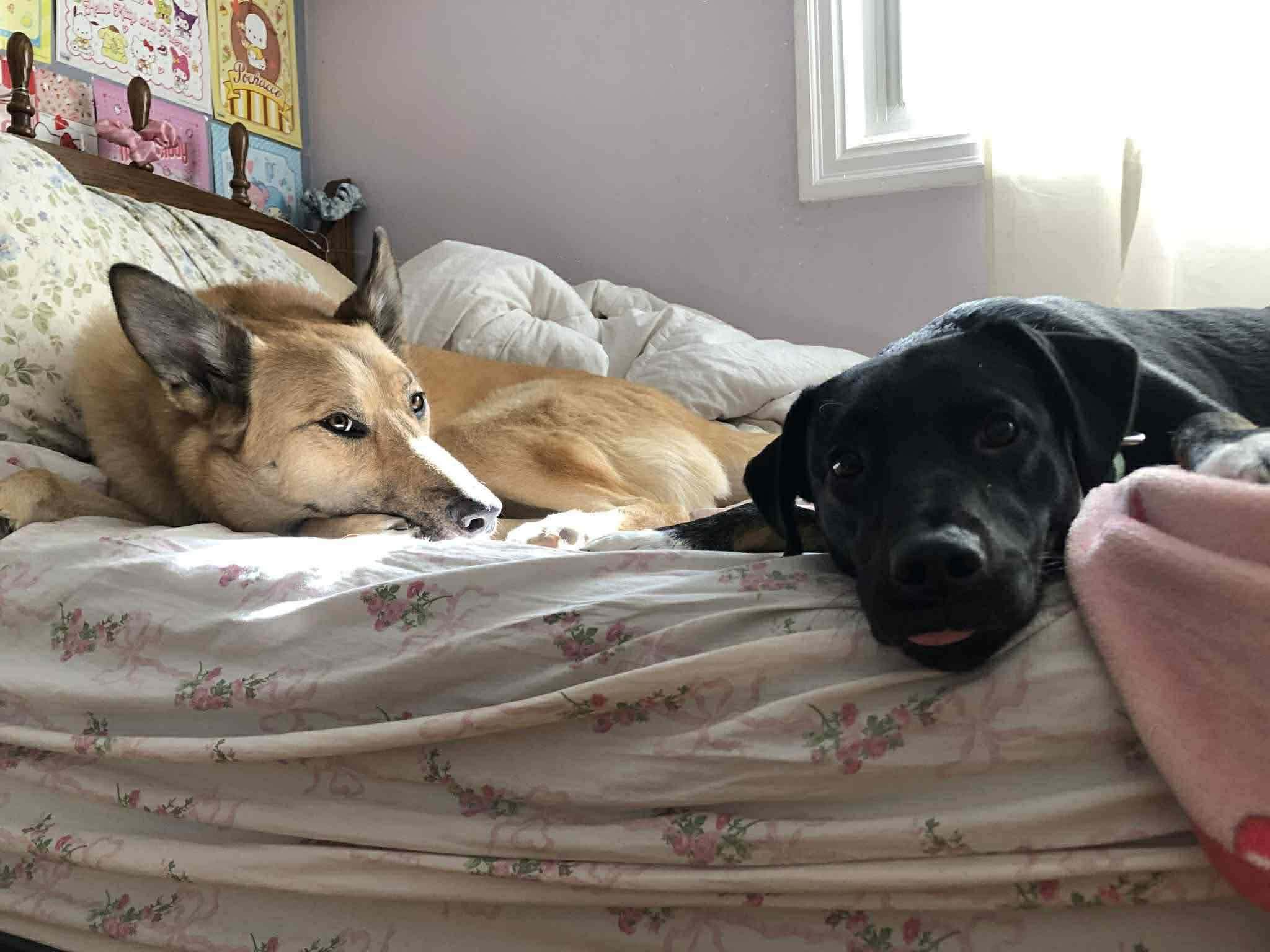 Scarlett (20250703-02) — thumbnail 3