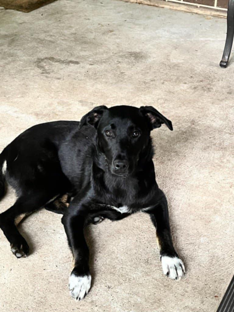 Scarlett (20250703-02), an adopted mixed breed in Burlington, ON image 1/6