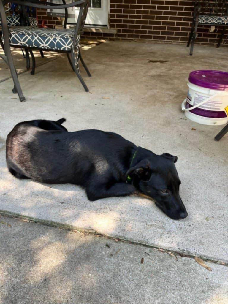 Scarlett (20250703-02) — thumbnail 5