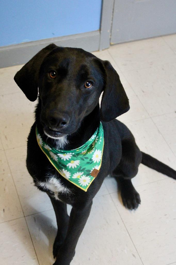 Oakley, Adoptable, Adult Female Mixed Breed.