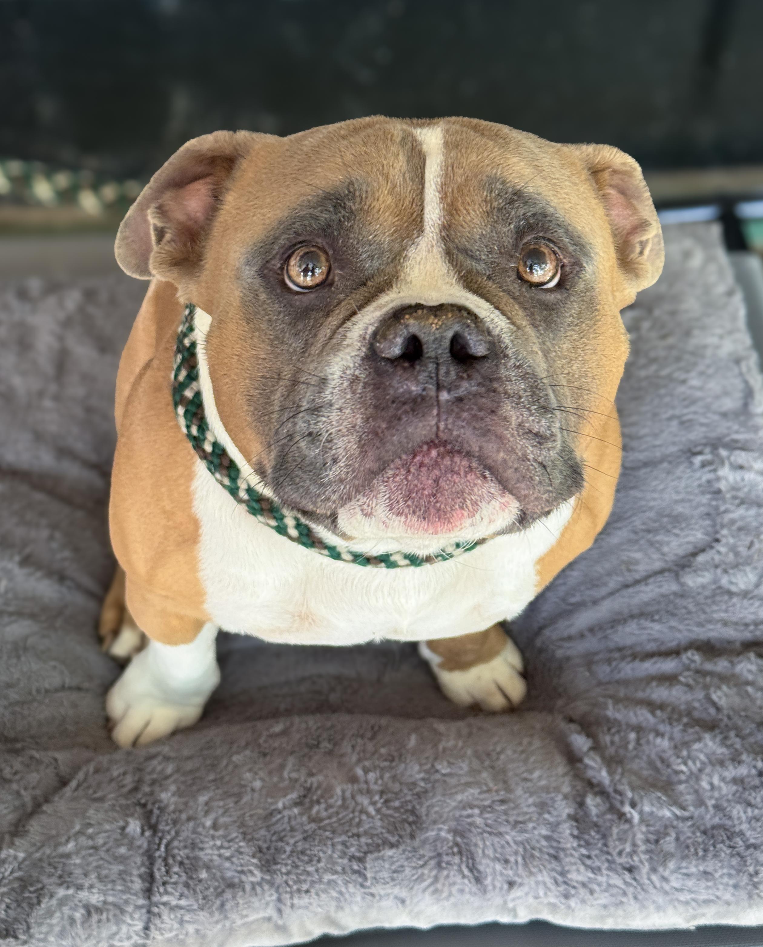 Buford, an adopted mixed breed in Anderson, IN image 3/4