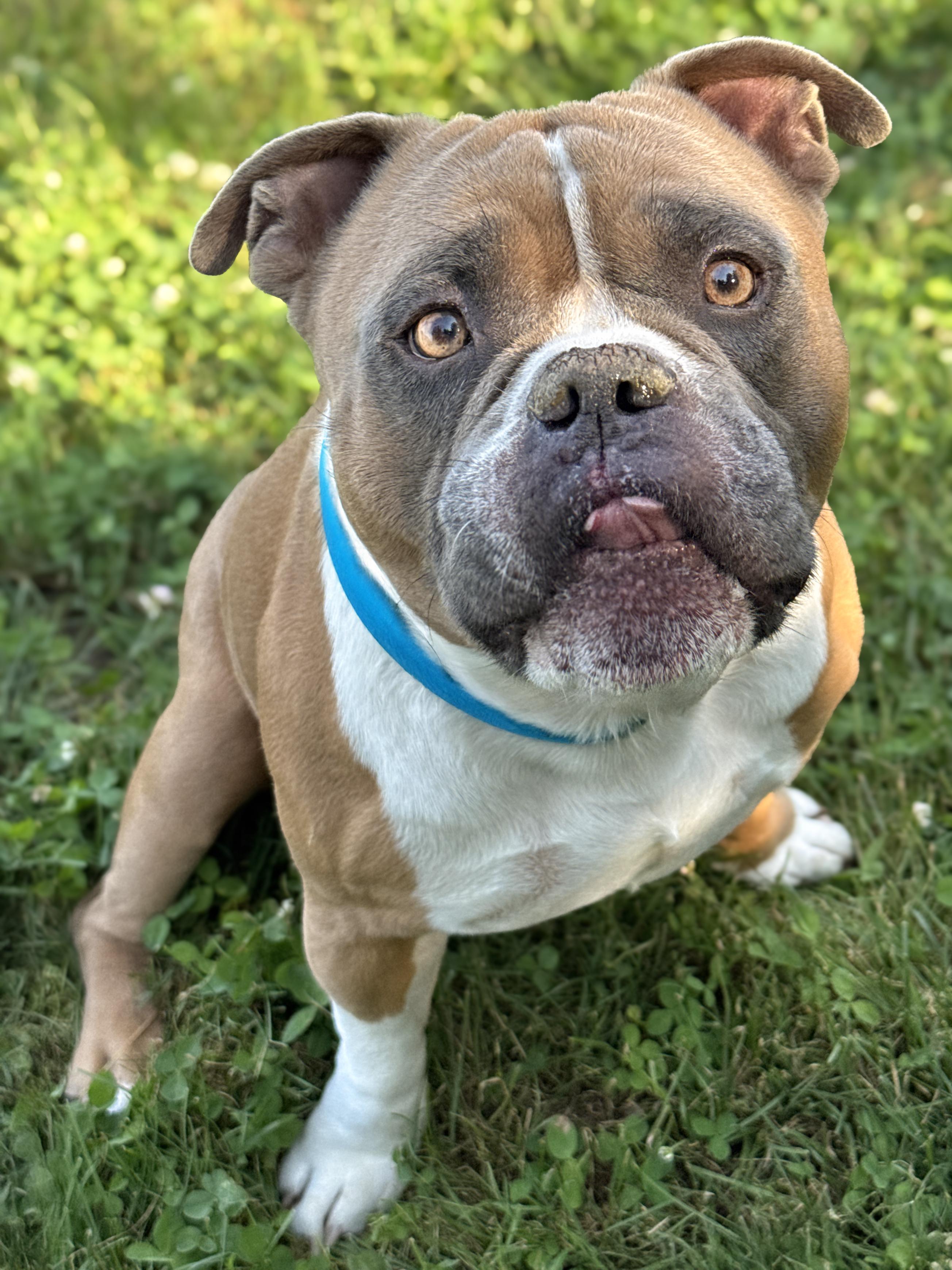Buford, adopted, Young Male Bulldog.
