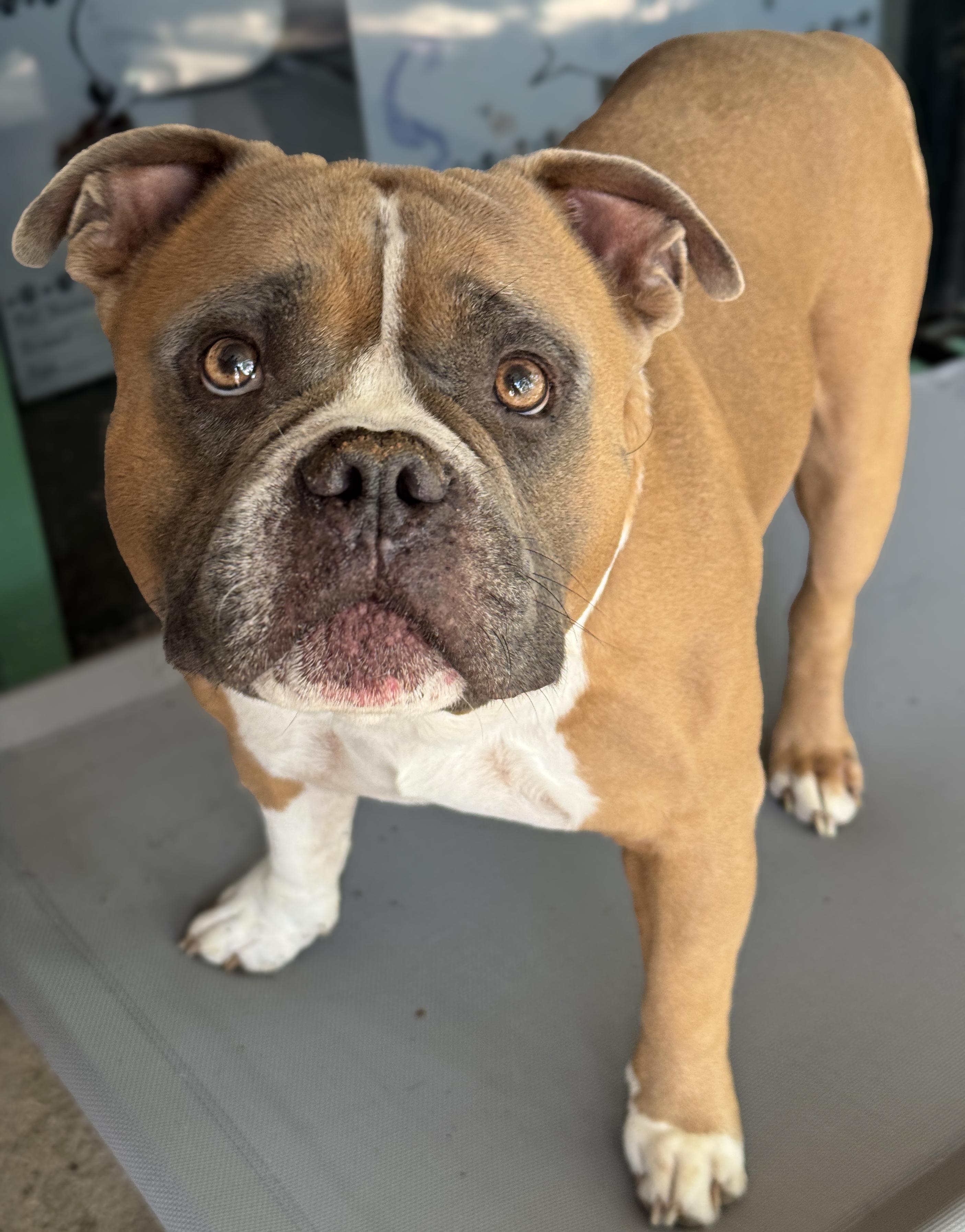 Buford, an adopted mixed breed in Anderson, IN image 2/4