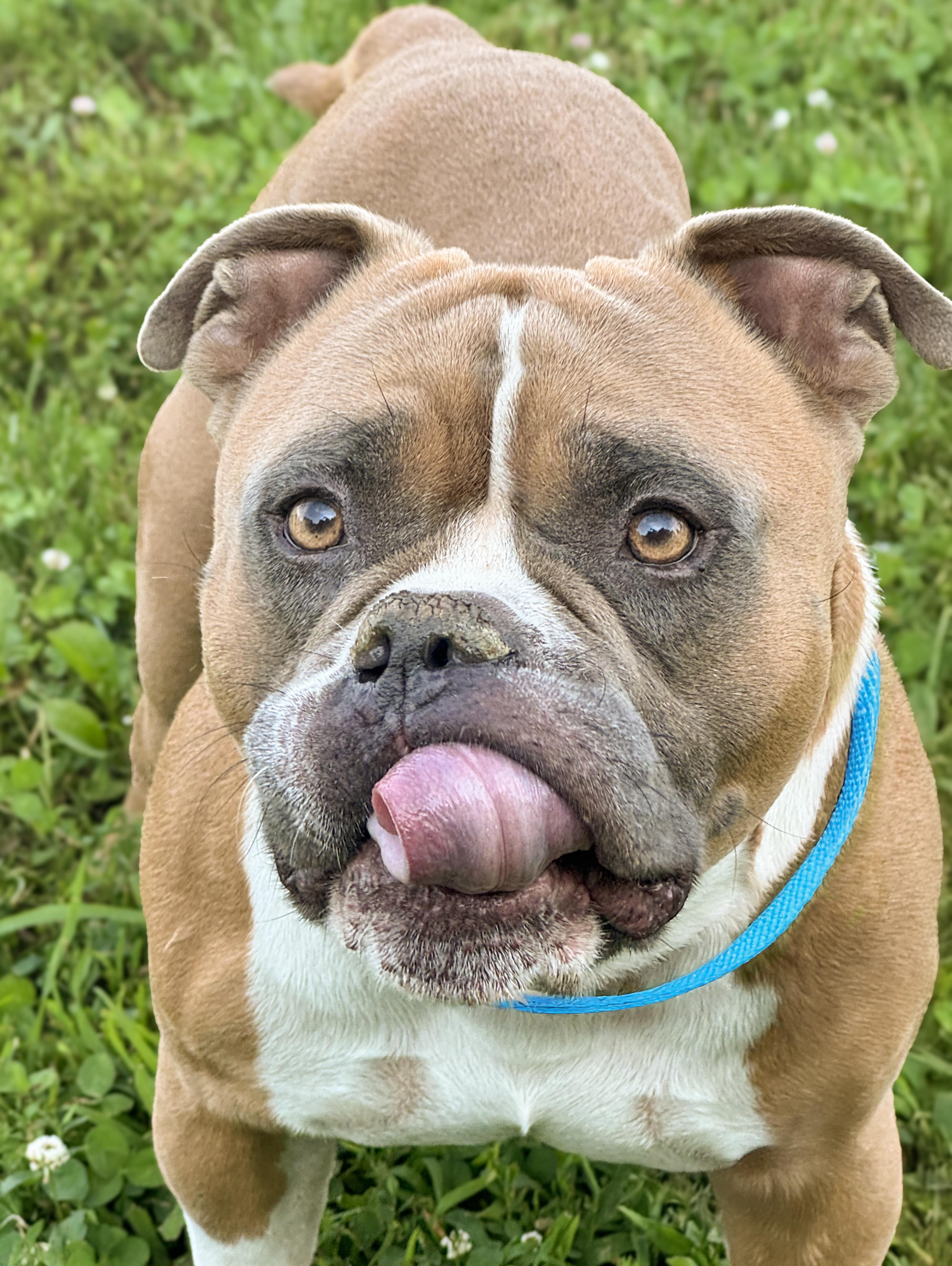 Buford, an adopted mixed breed in Anderson, IN image 4/4