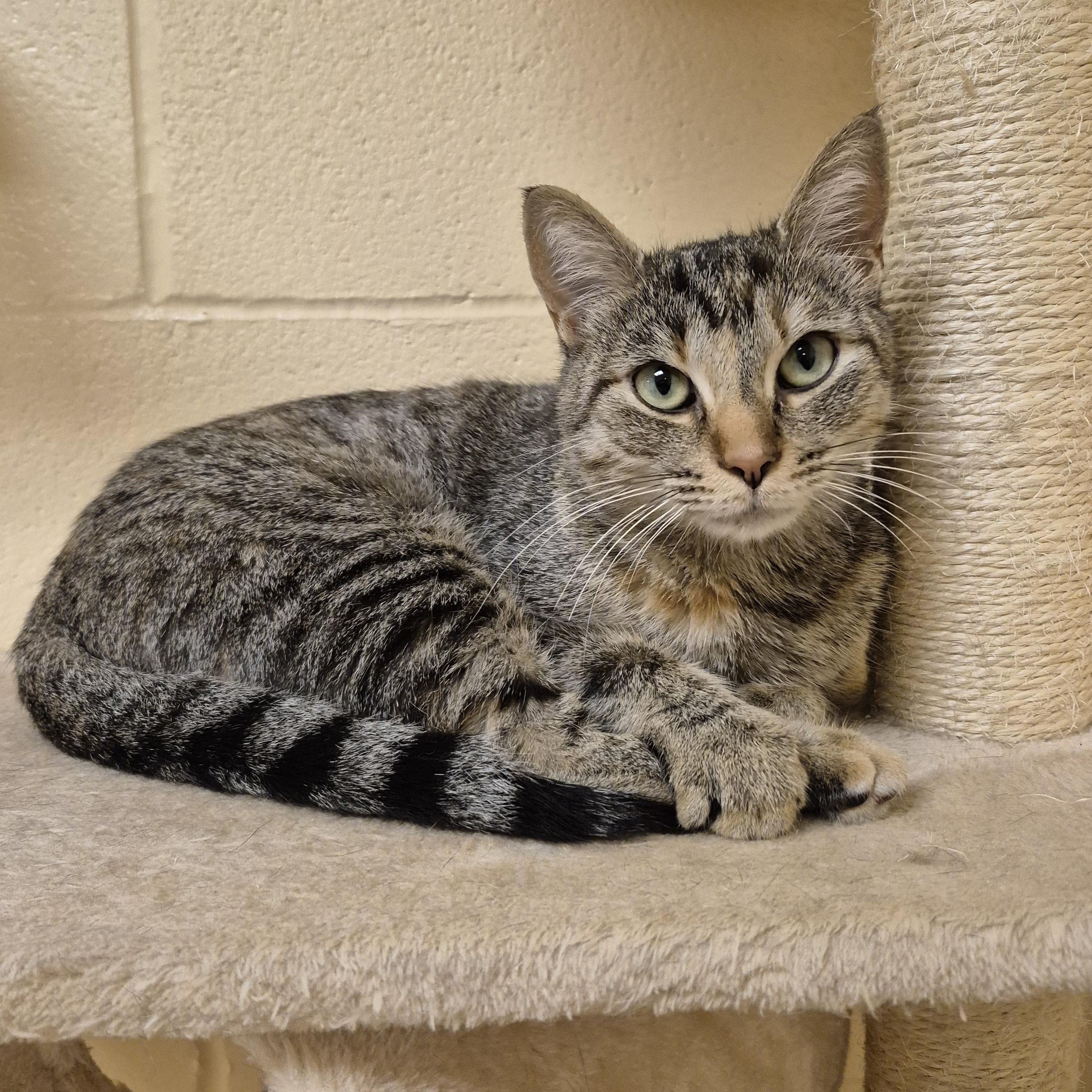 Jasmine, adopted, Adult Female Domestic Short Hair.