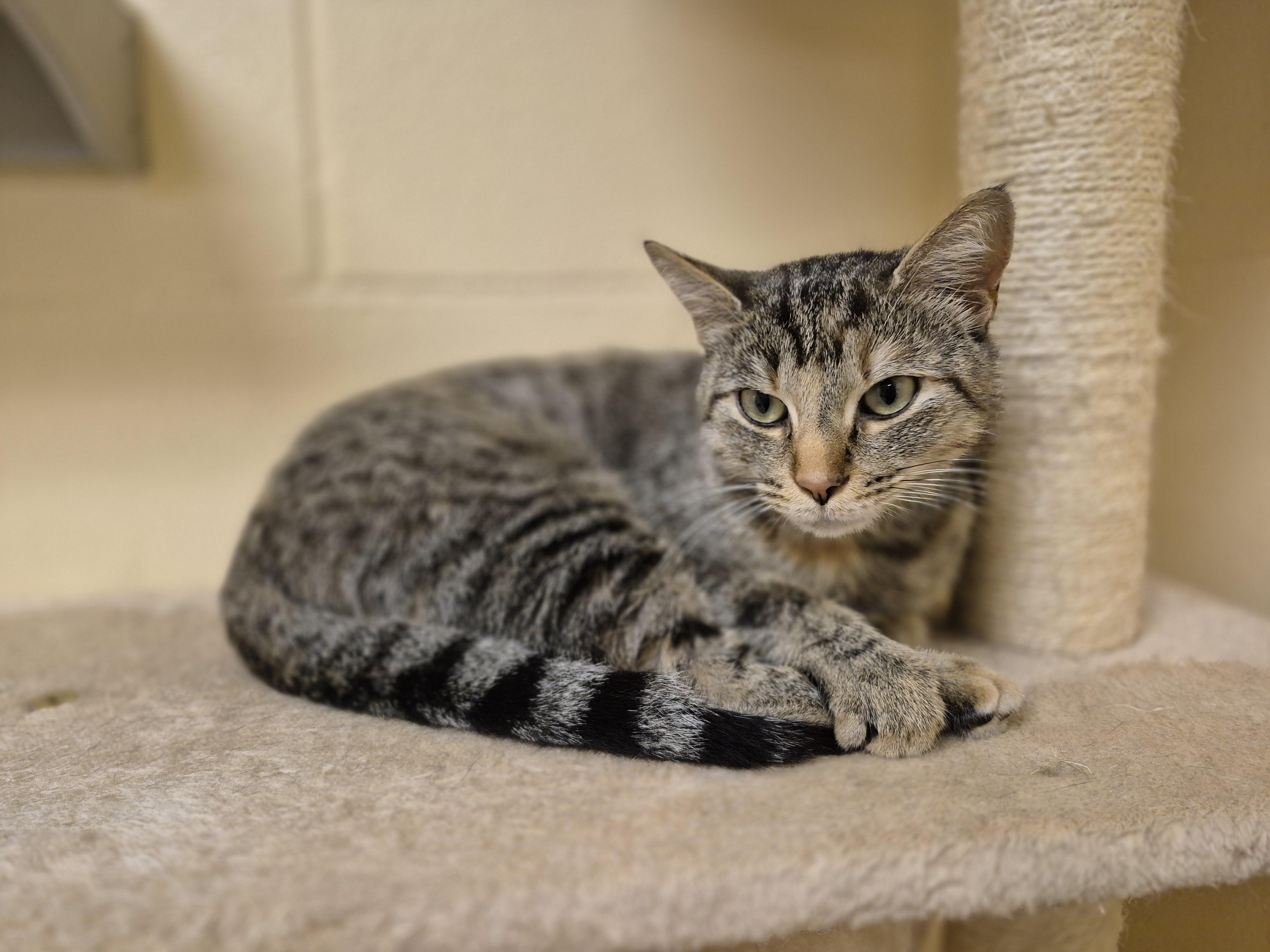 Jasmine, an adopted Domestic Short Hair in Schertz, TX image 3/4