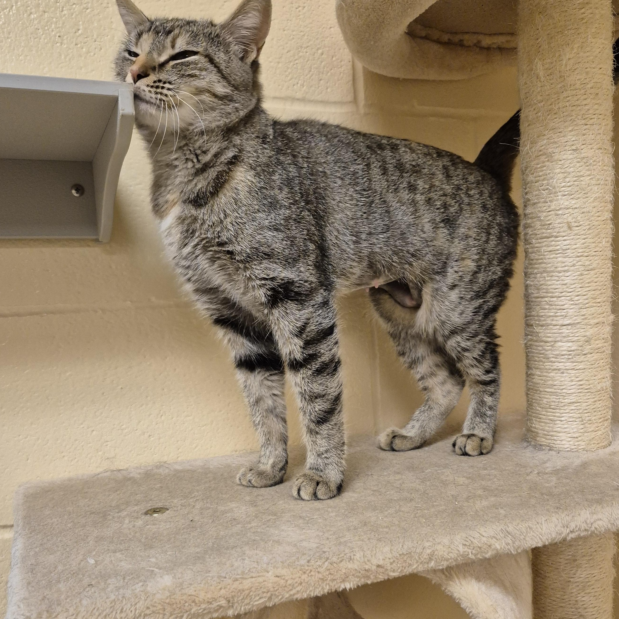 Jasmine, an adopted Domestic Short Hair in Schertz, TX image 4/4