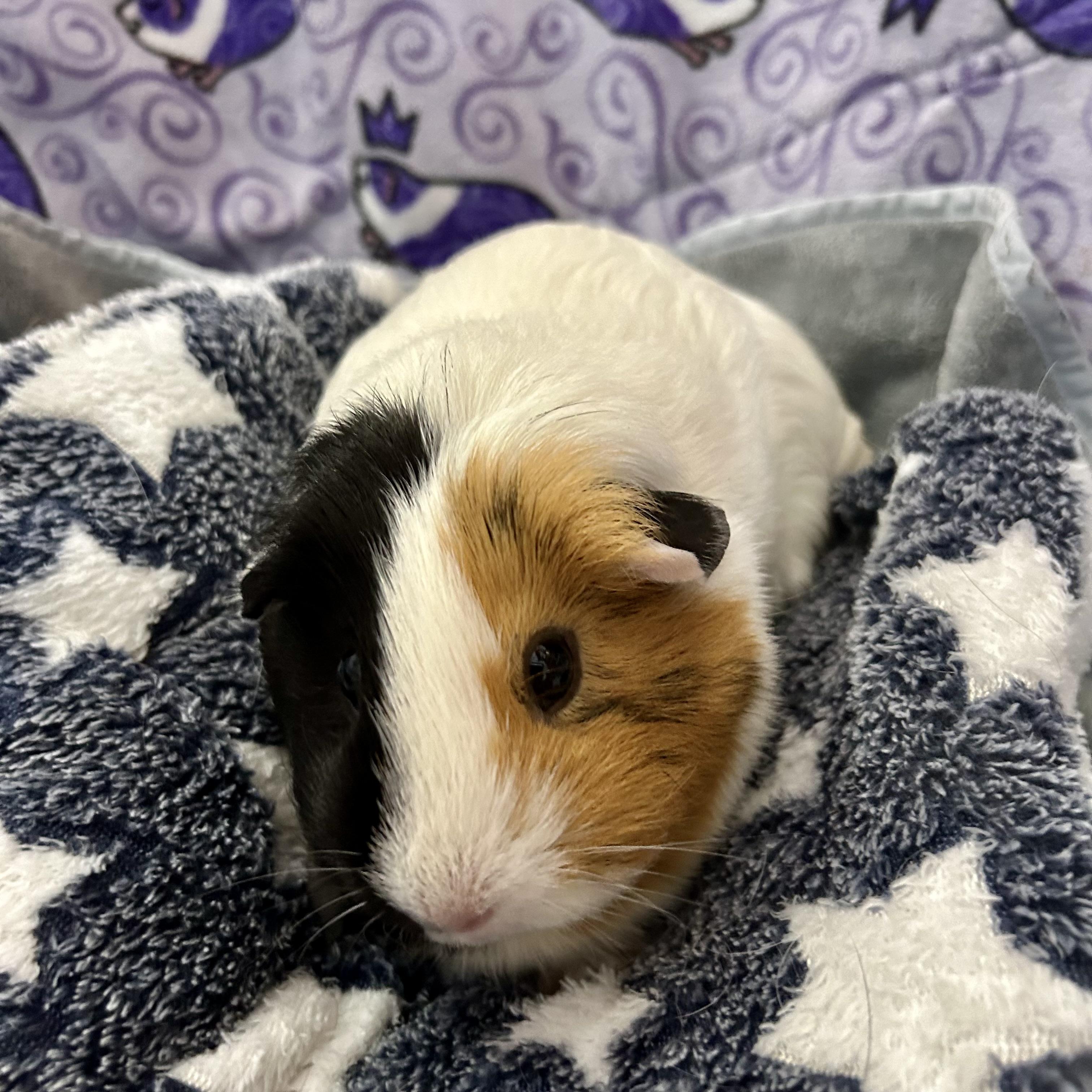 Noodles and Patches, an adopted Guinea Pig in North salem, NY image 4/4