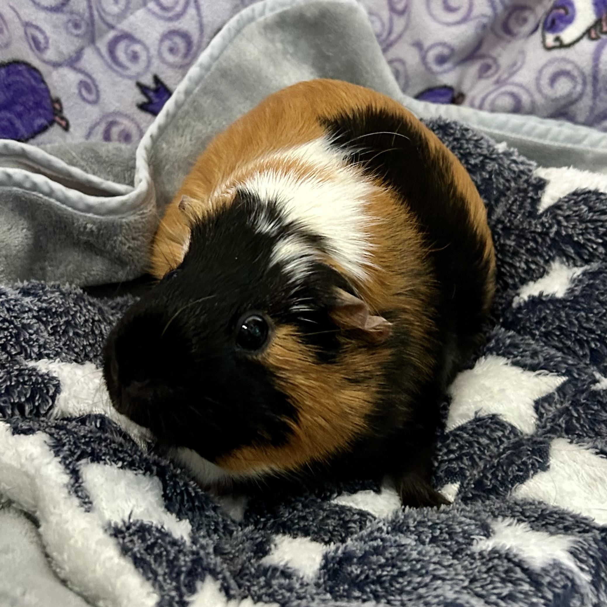 Noodles and Patches, an adopted Guinea Pig in North salem, NY image 3/4