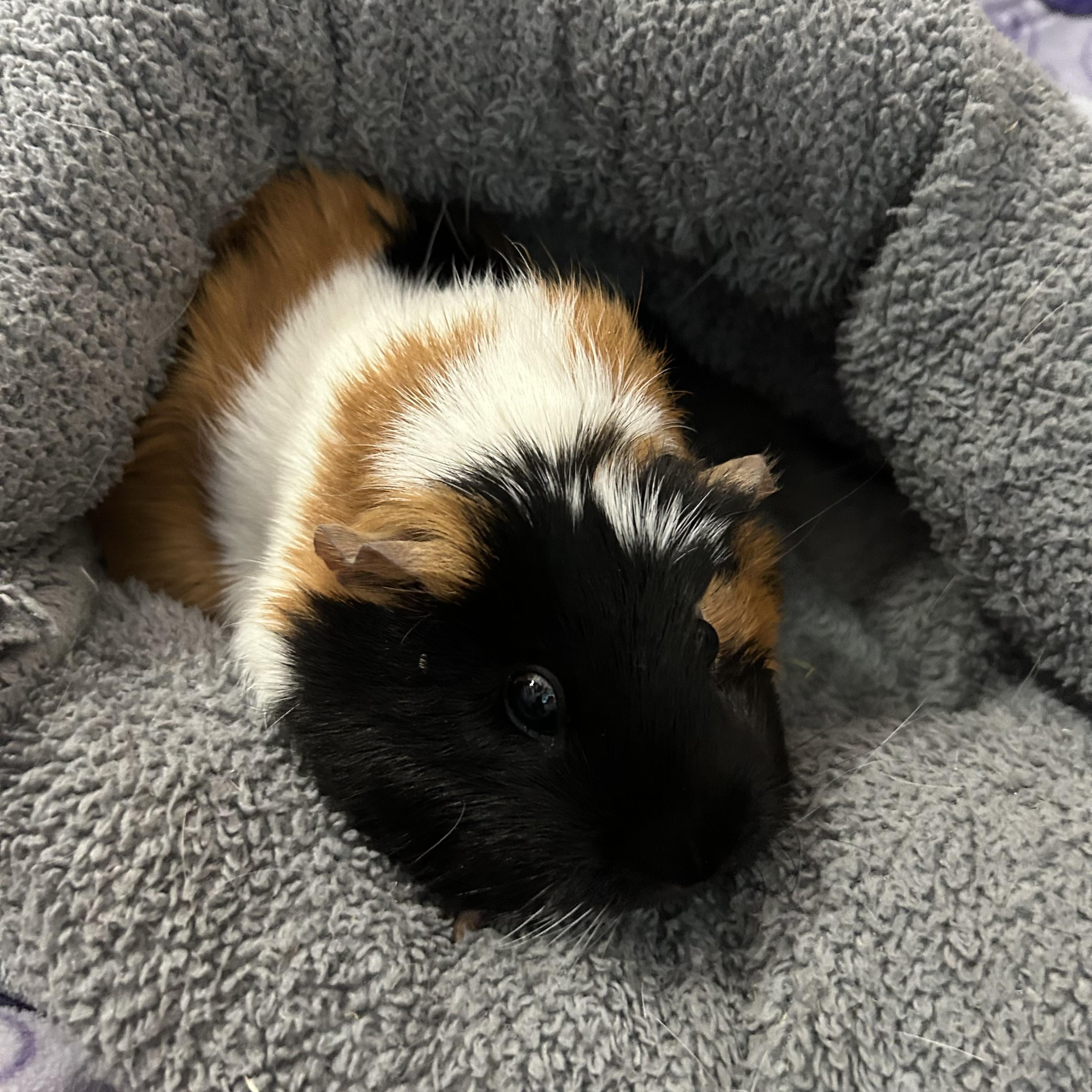 Noodles and Patches, an adopted Guinea Pig in North salem, NY image 2/4