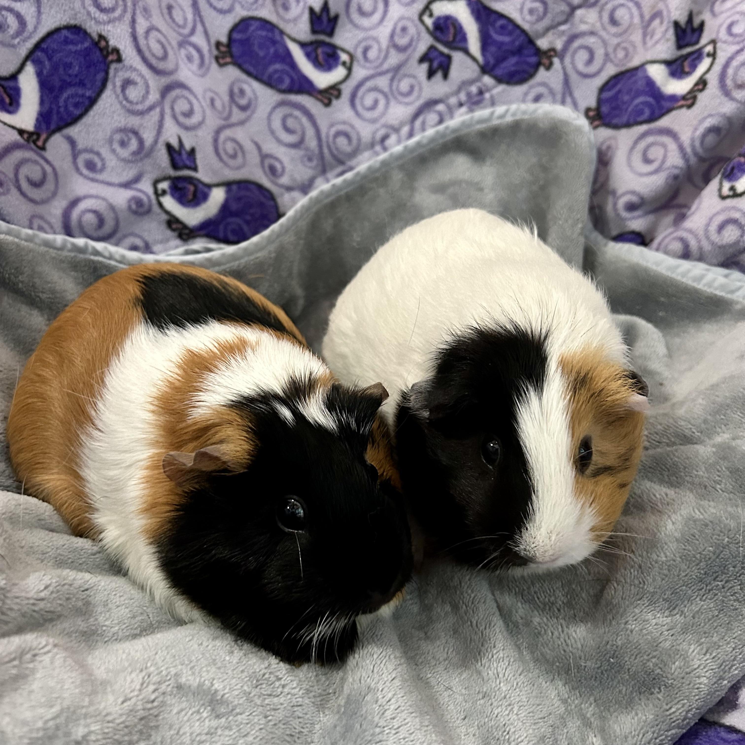 Noodles and Patches, an adopted Guinea Pig in North salem, NY image 1/4