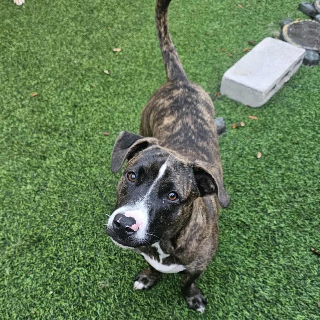 Enlarge TOMMY- Needs a foster or adopter, a Adoptable mixed breed in Largo, FL image 3/6