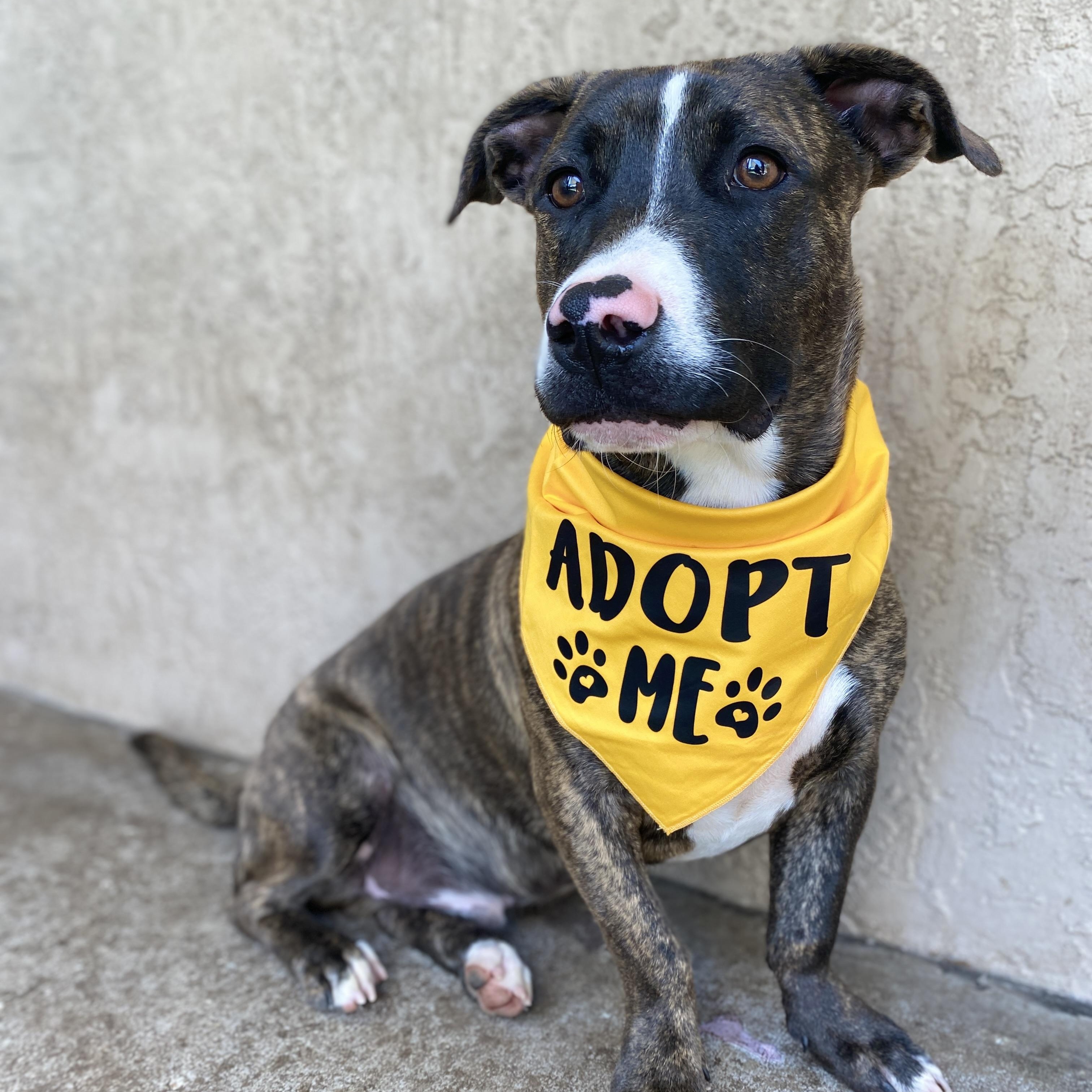 Enlarge TOMMY- Needs a foster or adopter, a Adoptable mixed breed in Largo, FL image 5/6