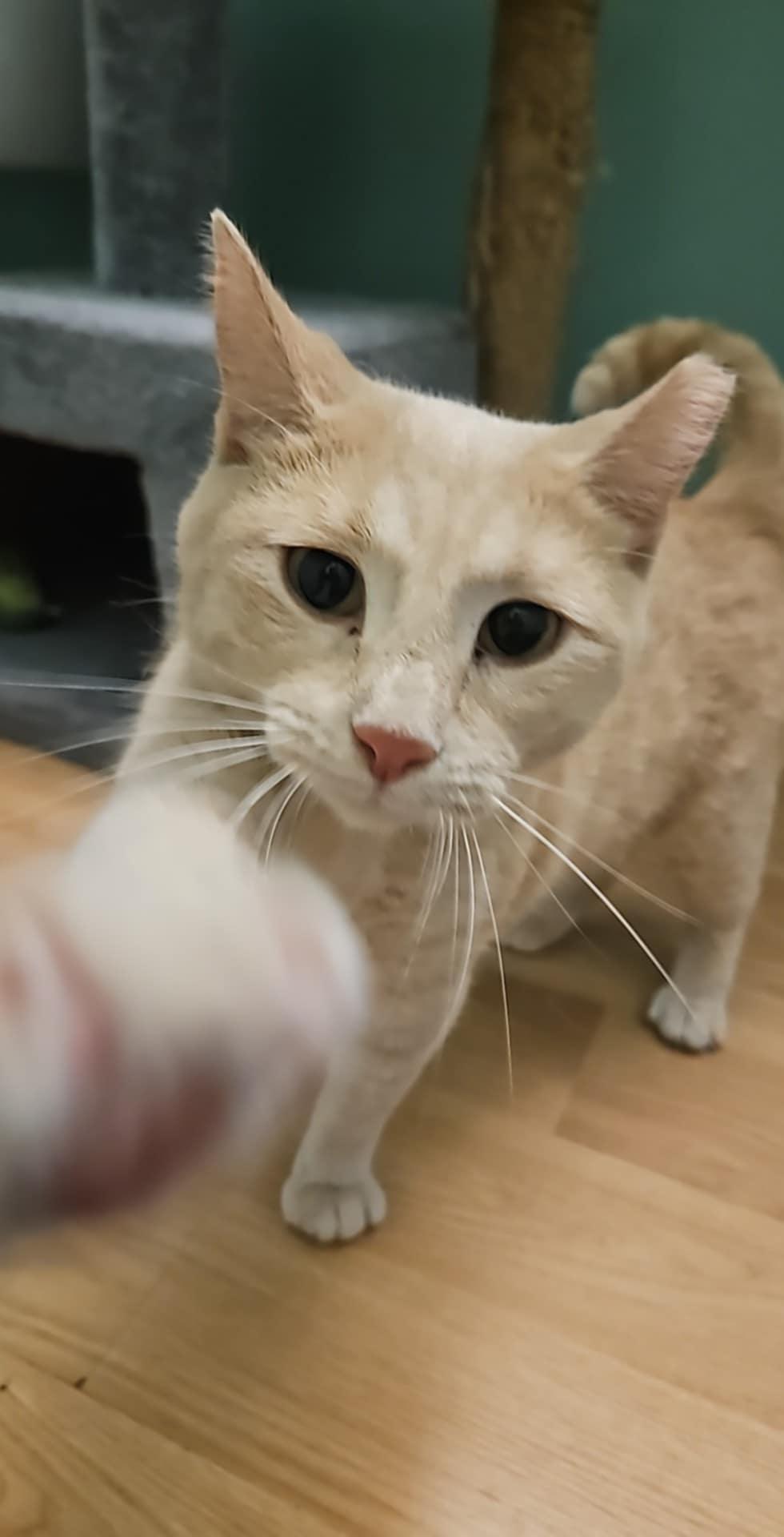 Goldie, a Adoptable Domestic Short Hair in Crystal, MN image 1/2