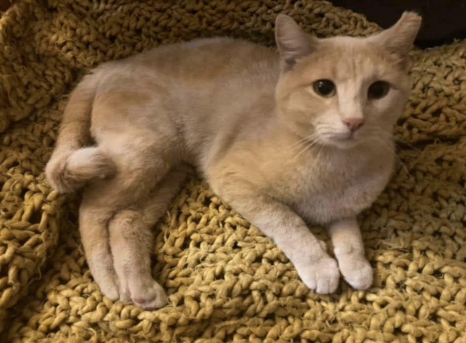 Goldie, a Adoptable Domestic Short Hair in Crystal, MN image 2/2