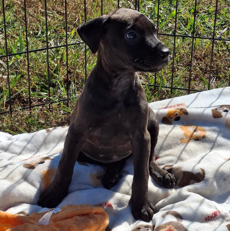 Lindey, a Adoptable mixed breed in Sylacauga, AL image 2/3