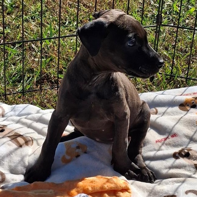 Lindey, a Adoptable mixed breed in Sylacauga, AL image 3/3