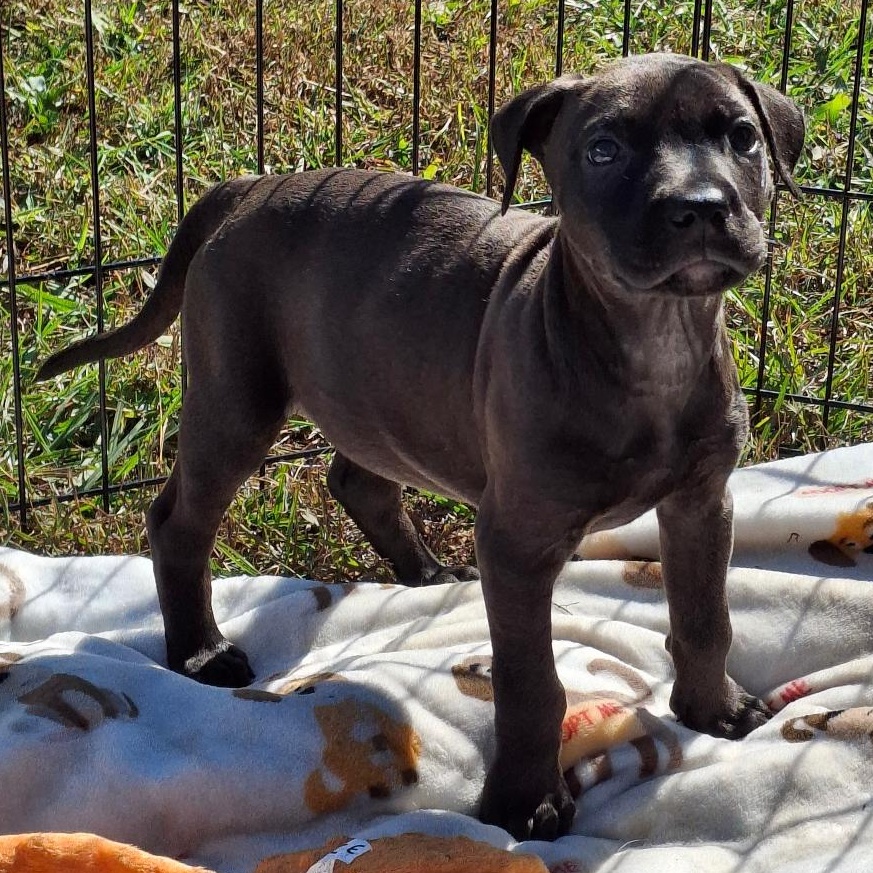 Lindey, Adoptable, Puppy Female Hound.