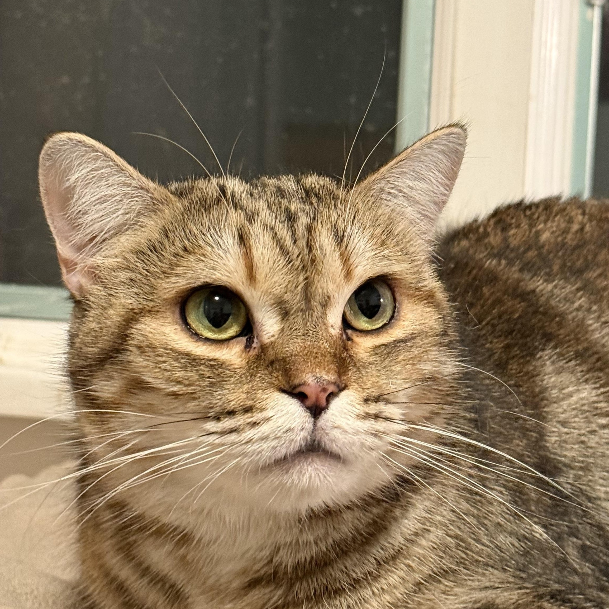Enlarge Sky, a Adoptable Domestic Short Hair in Melrose, MA image 2/3