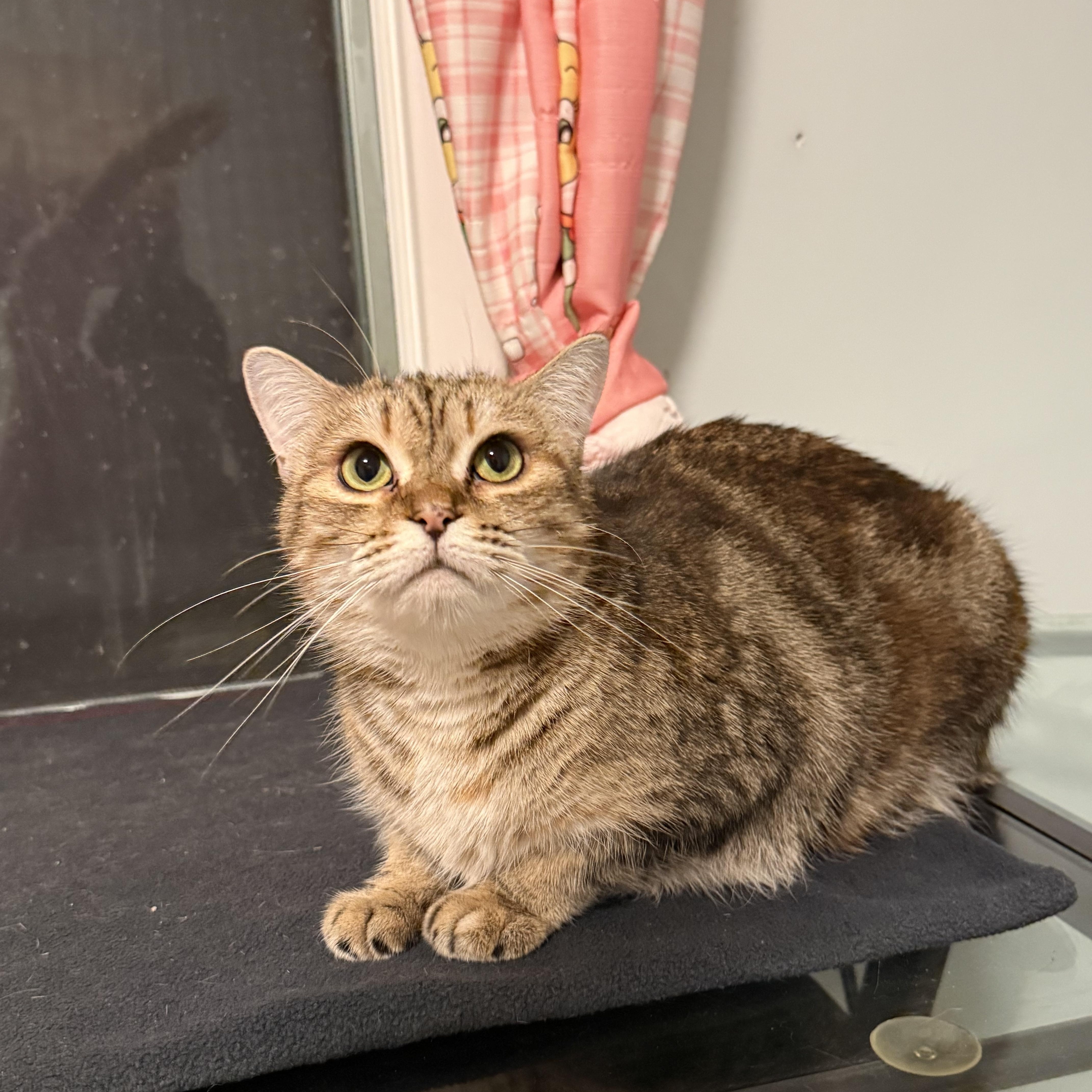 Sky, Adoptable, Young Female Domestic Short Hair.