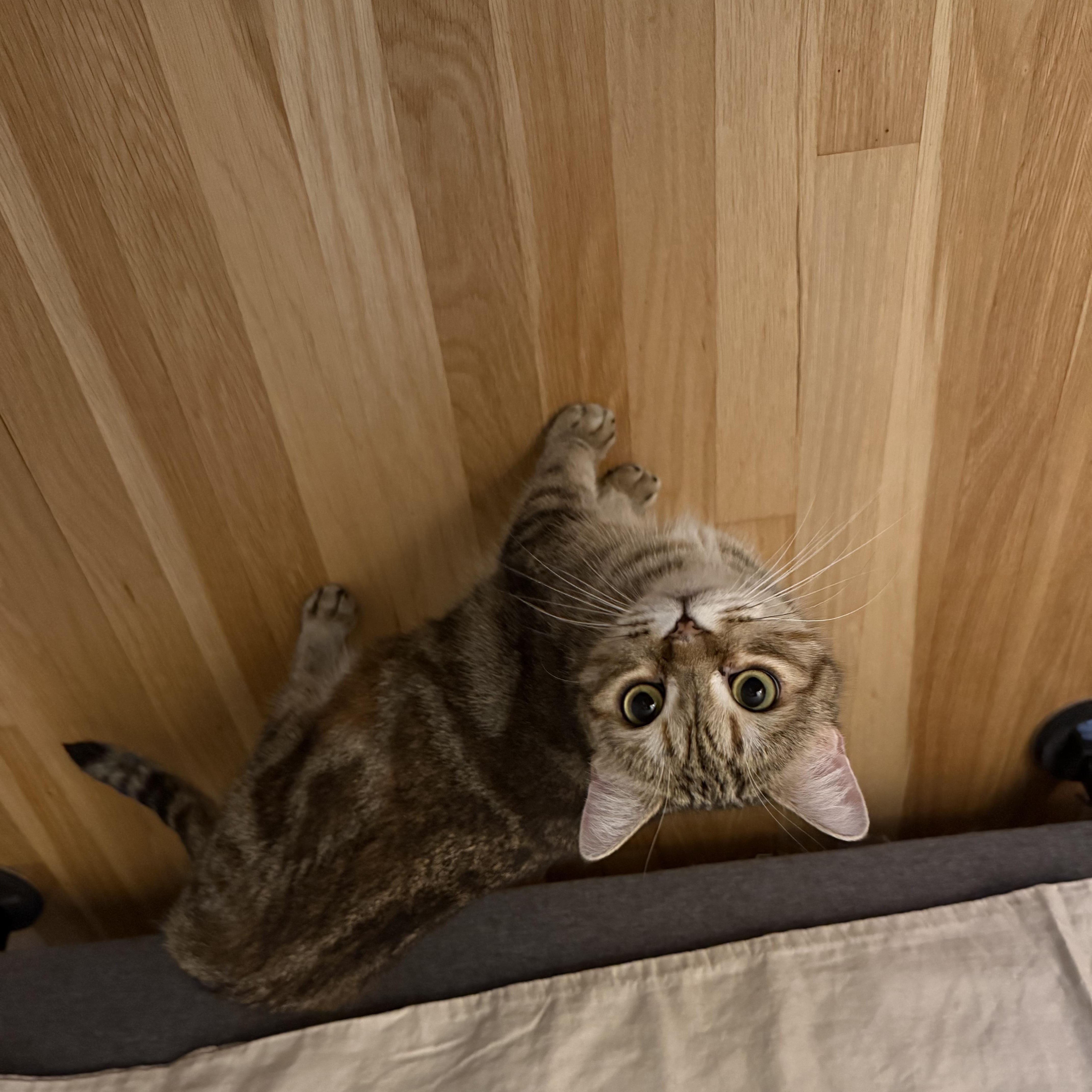 Enlarge Sky, a Adoptable Domestic Short Hair in Melrose, MA image 3/3
