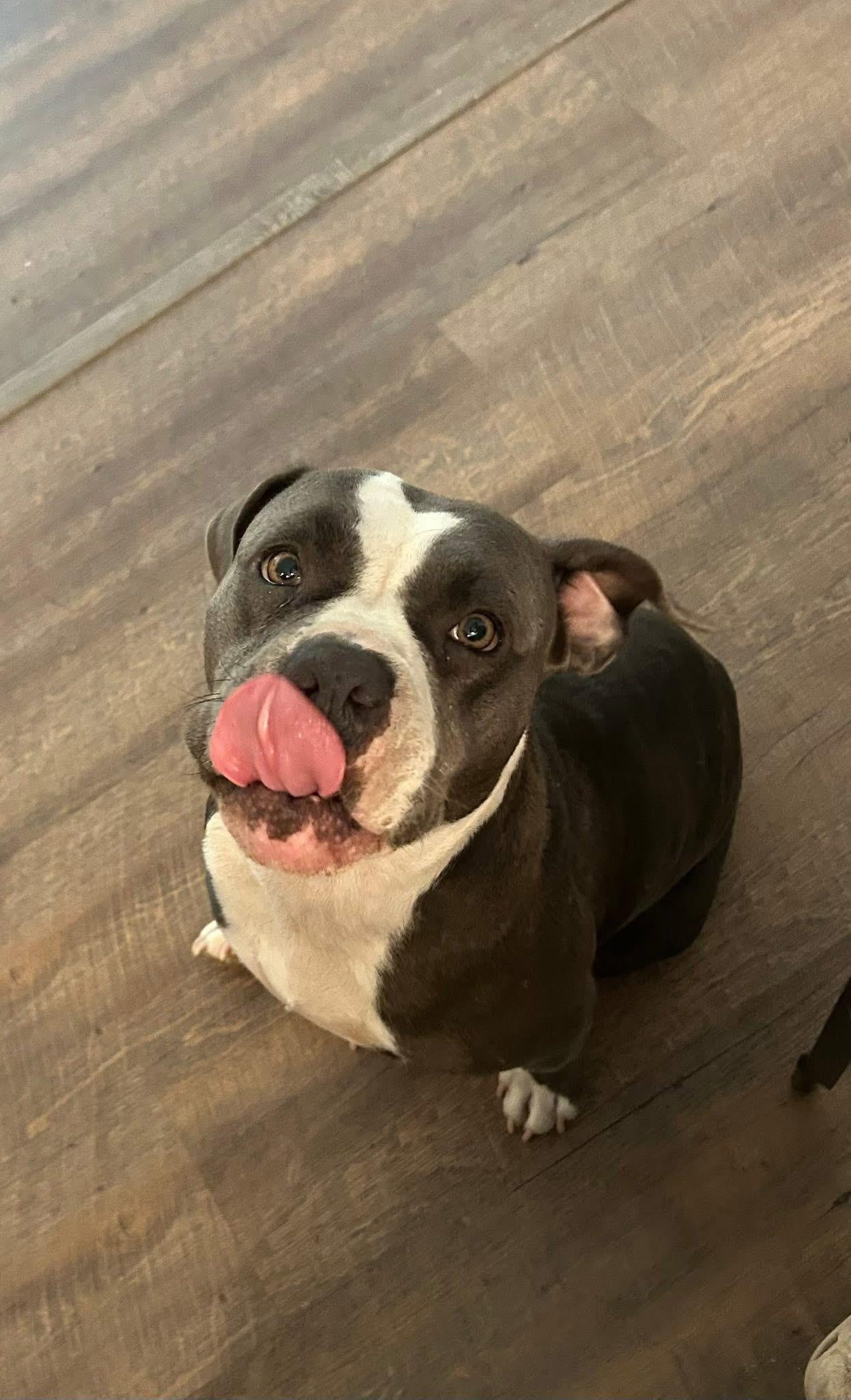 MACI, adopted, Young Female American Staffordshire Terrier.